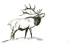 Lobo Outfitters logo