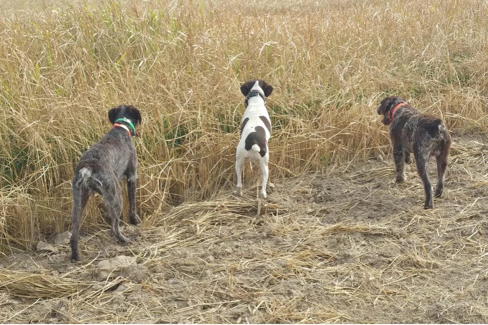 Three hunting dogs stand in a field of tall dry grass.