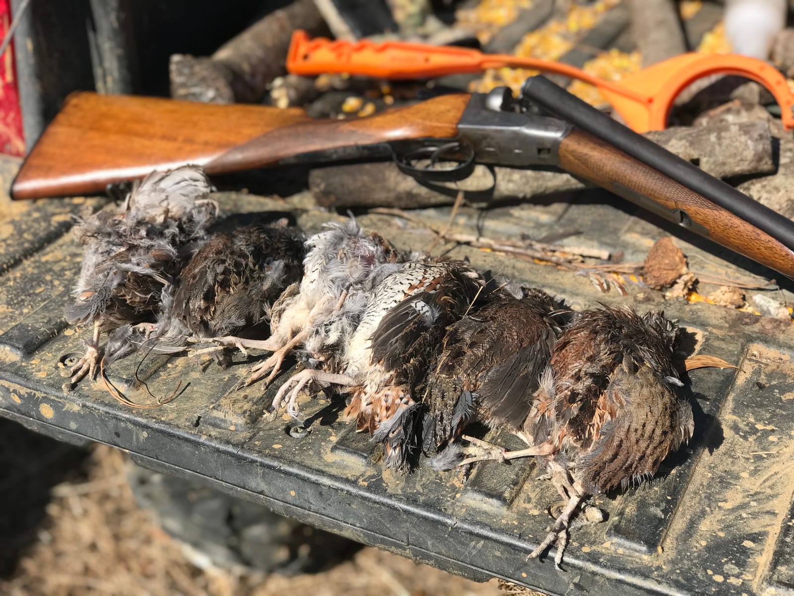 Several harvested Northern Bobwhite Quail and a shotgun are laid on a truck bed.