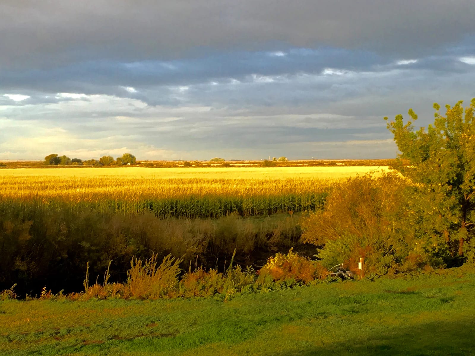 PheasantHunting2G.jpg