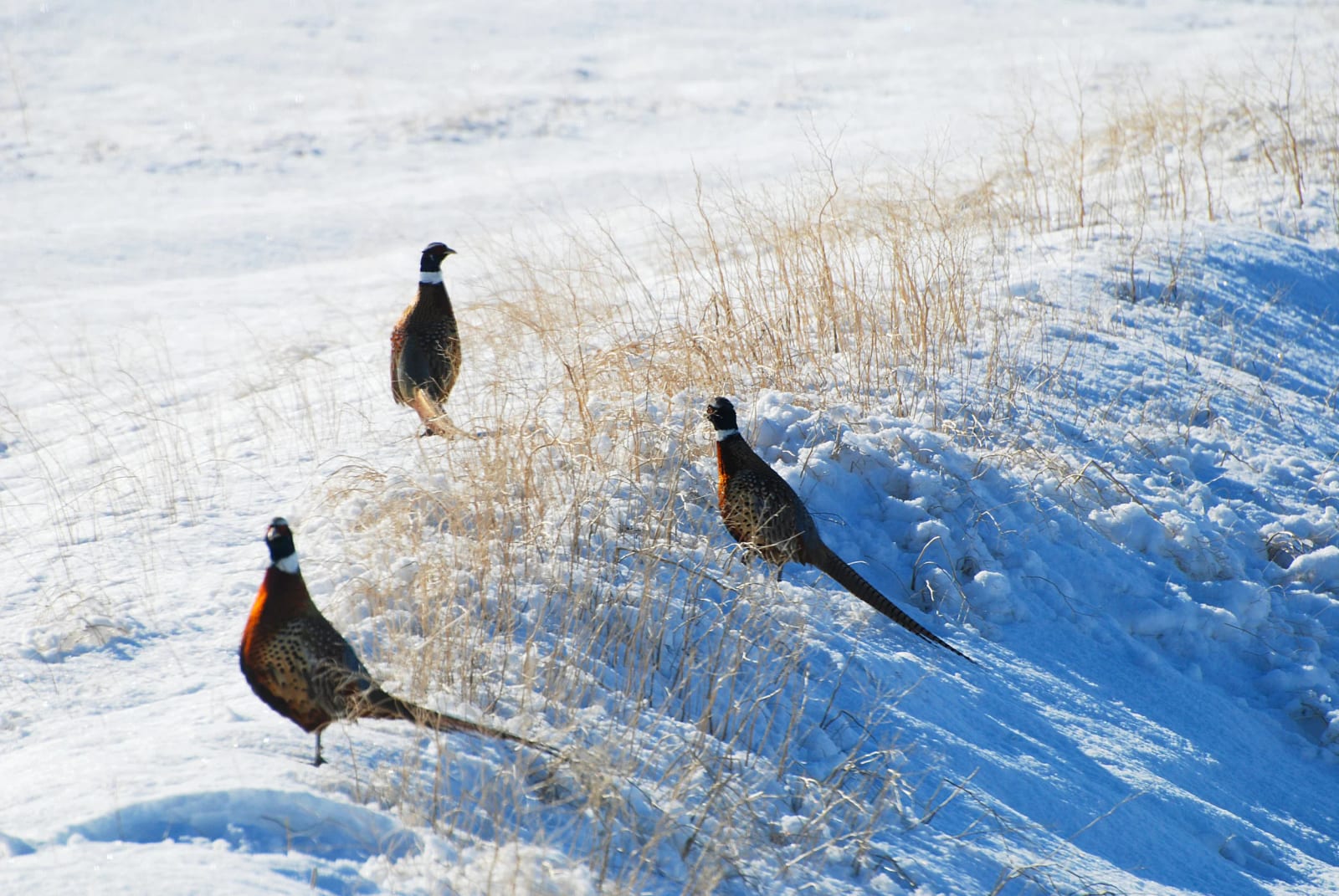 PheasantHunting6G.jpg