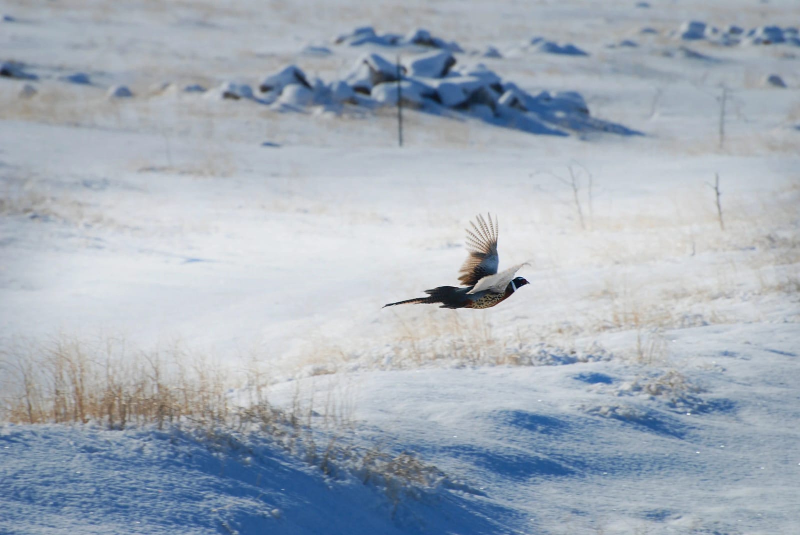 PheasantHunting13G.jpg