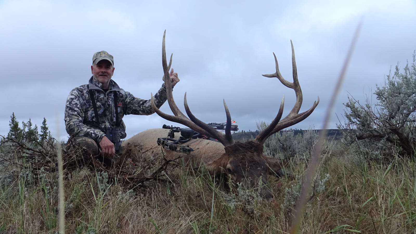 archery bull elk