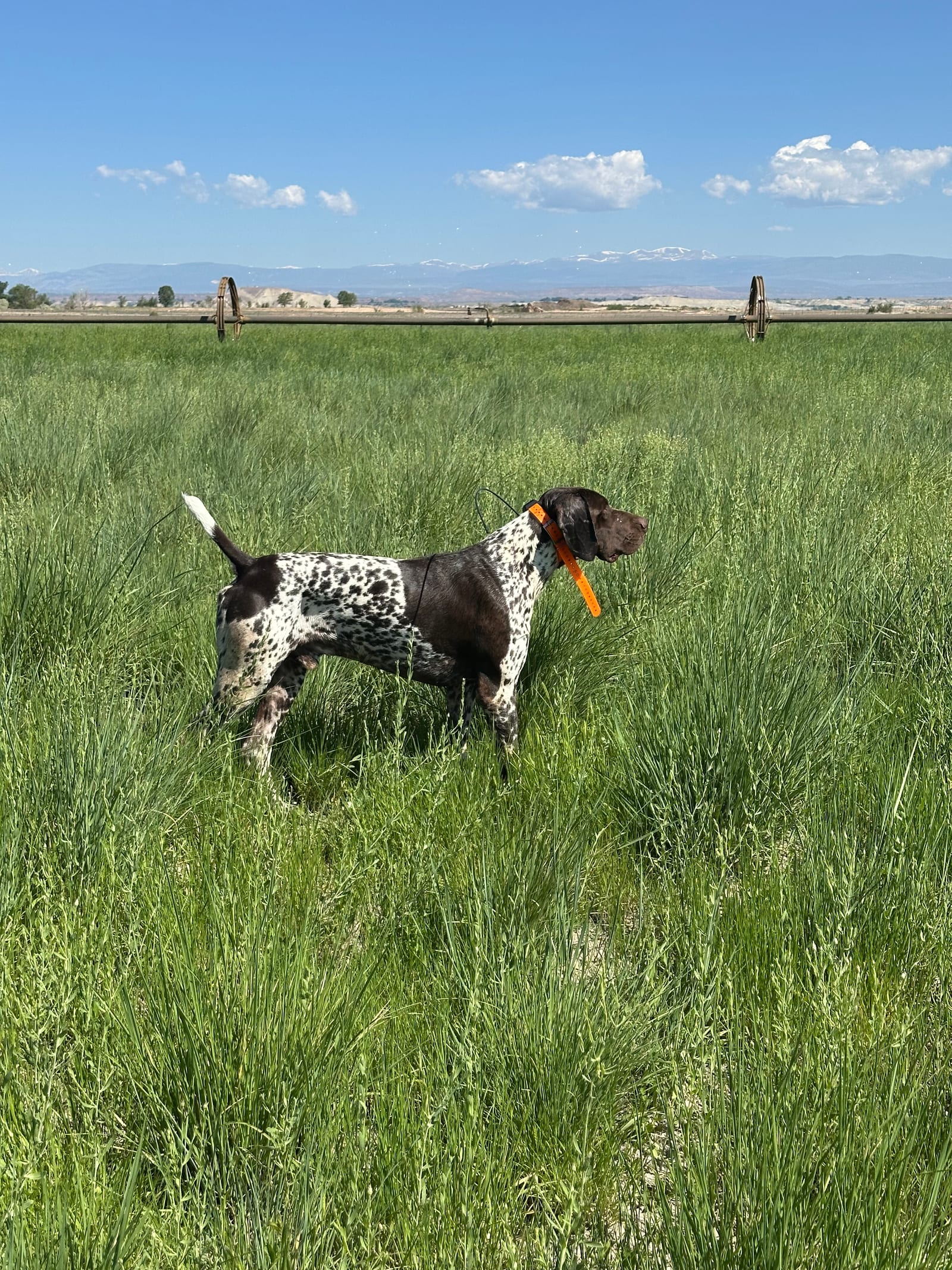 german shorthair pointer in a bird field