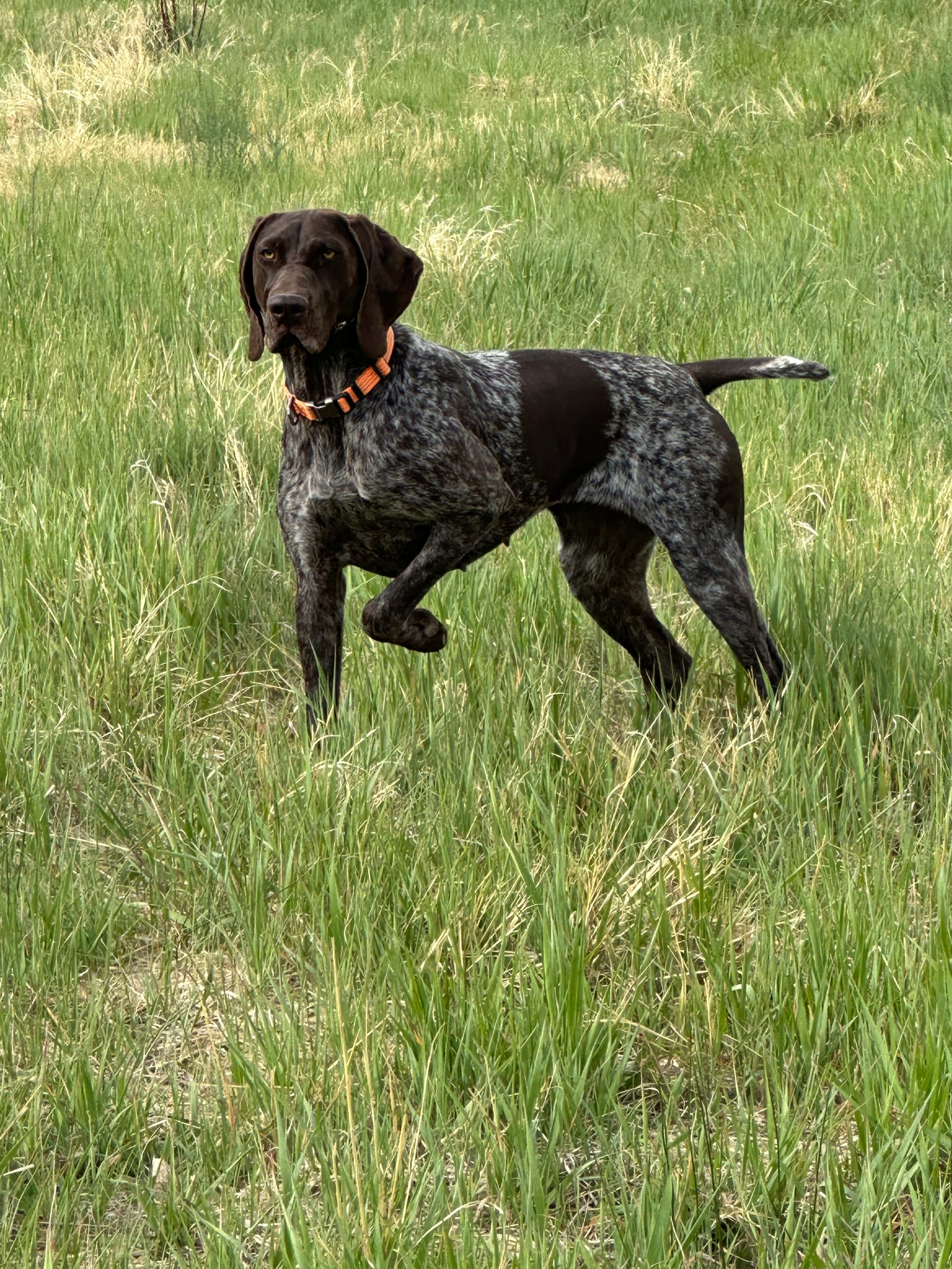 A German Shorthaired Pointer stands in a grassy field.