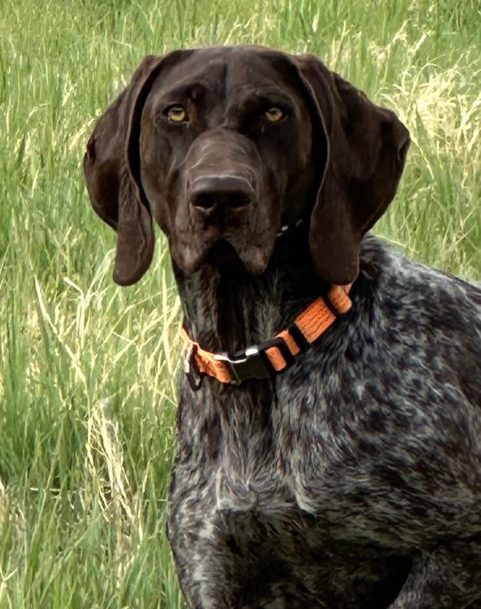 a beast of a pointing dog