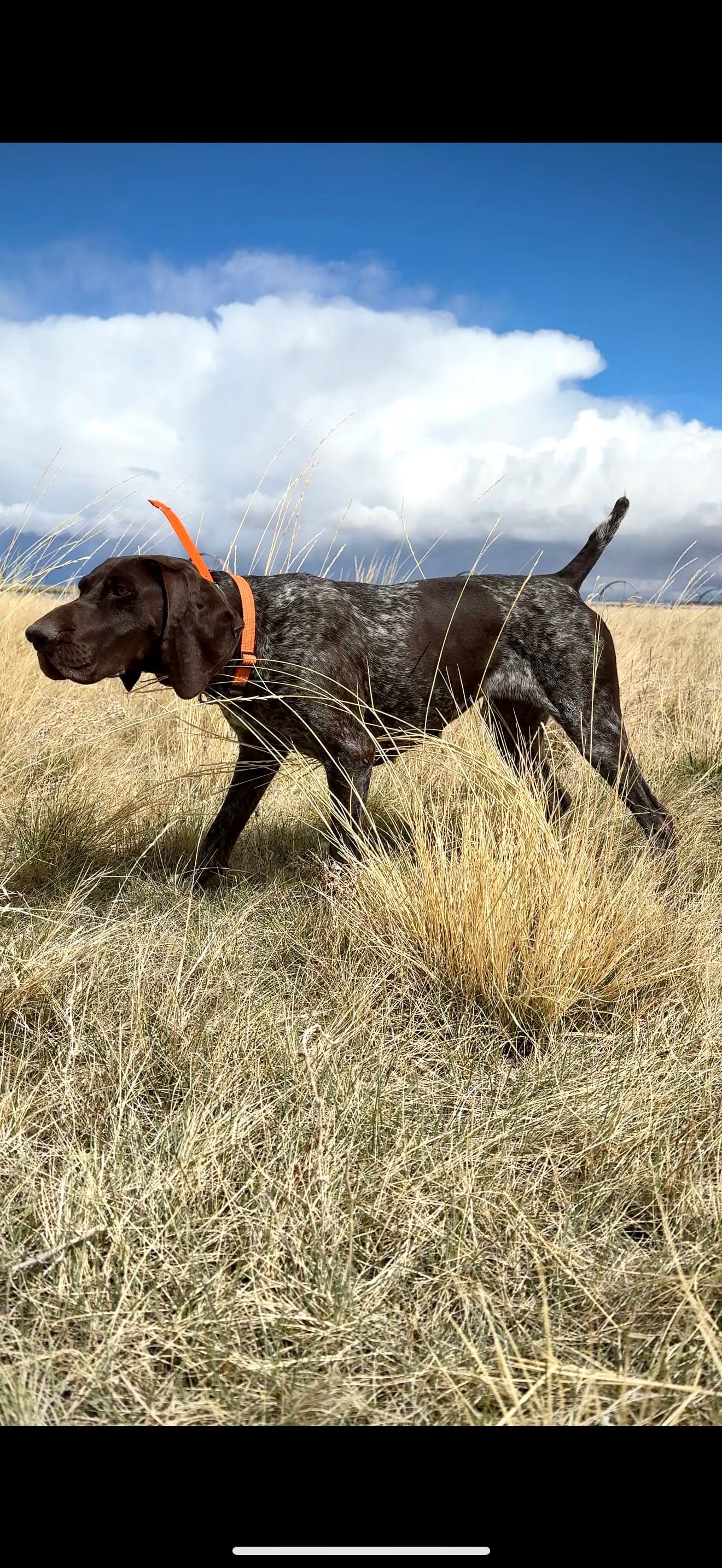 german shorthair pointer on a pheasant
