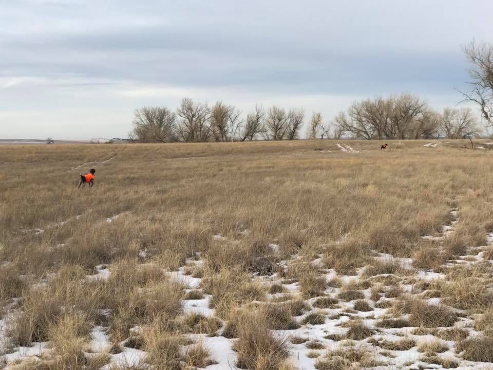 A-Plus Game Birds Hunt