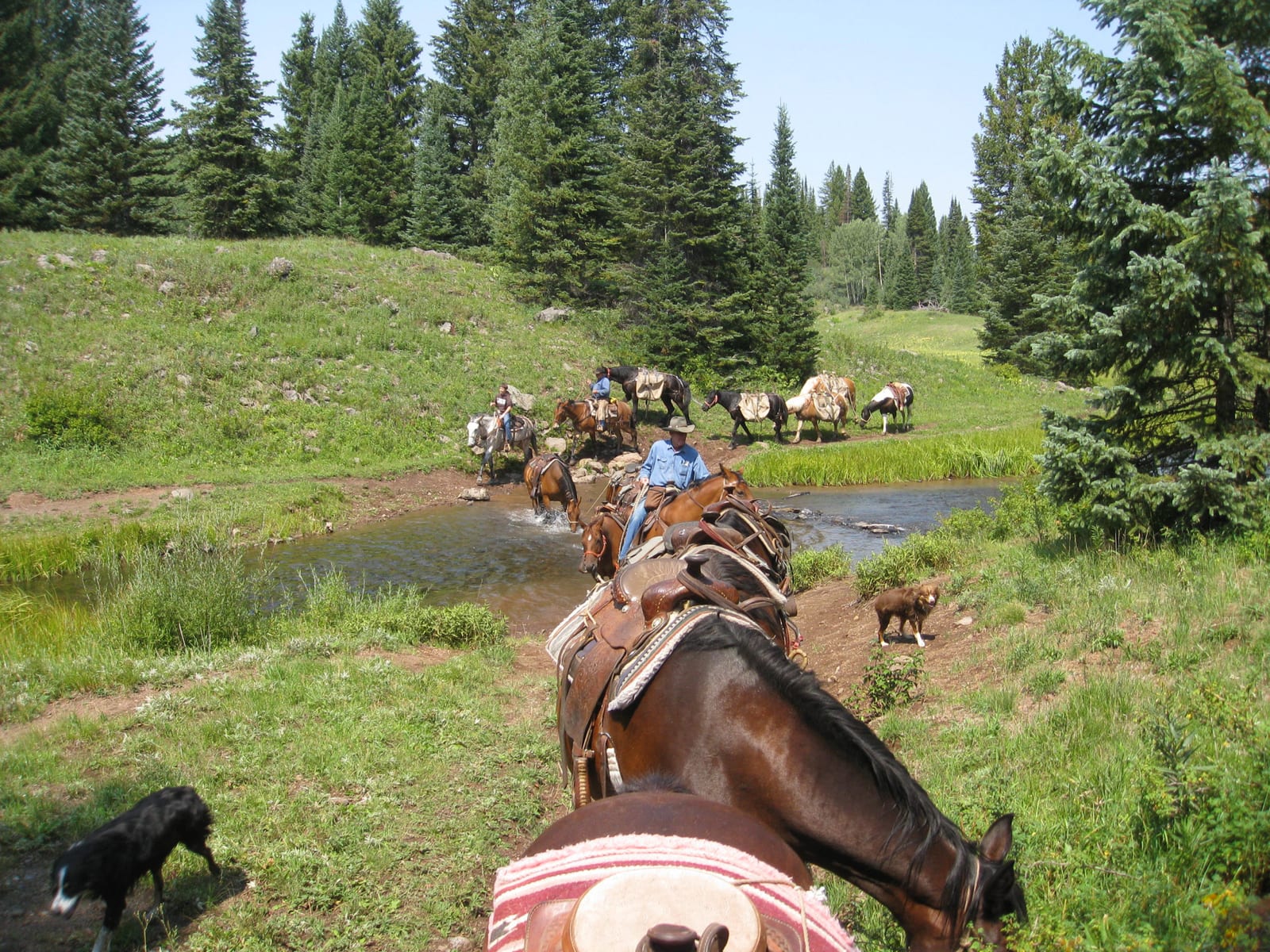 A group of people on horseback, accompanied by dogs, cross a stream in a forested, grassy area.