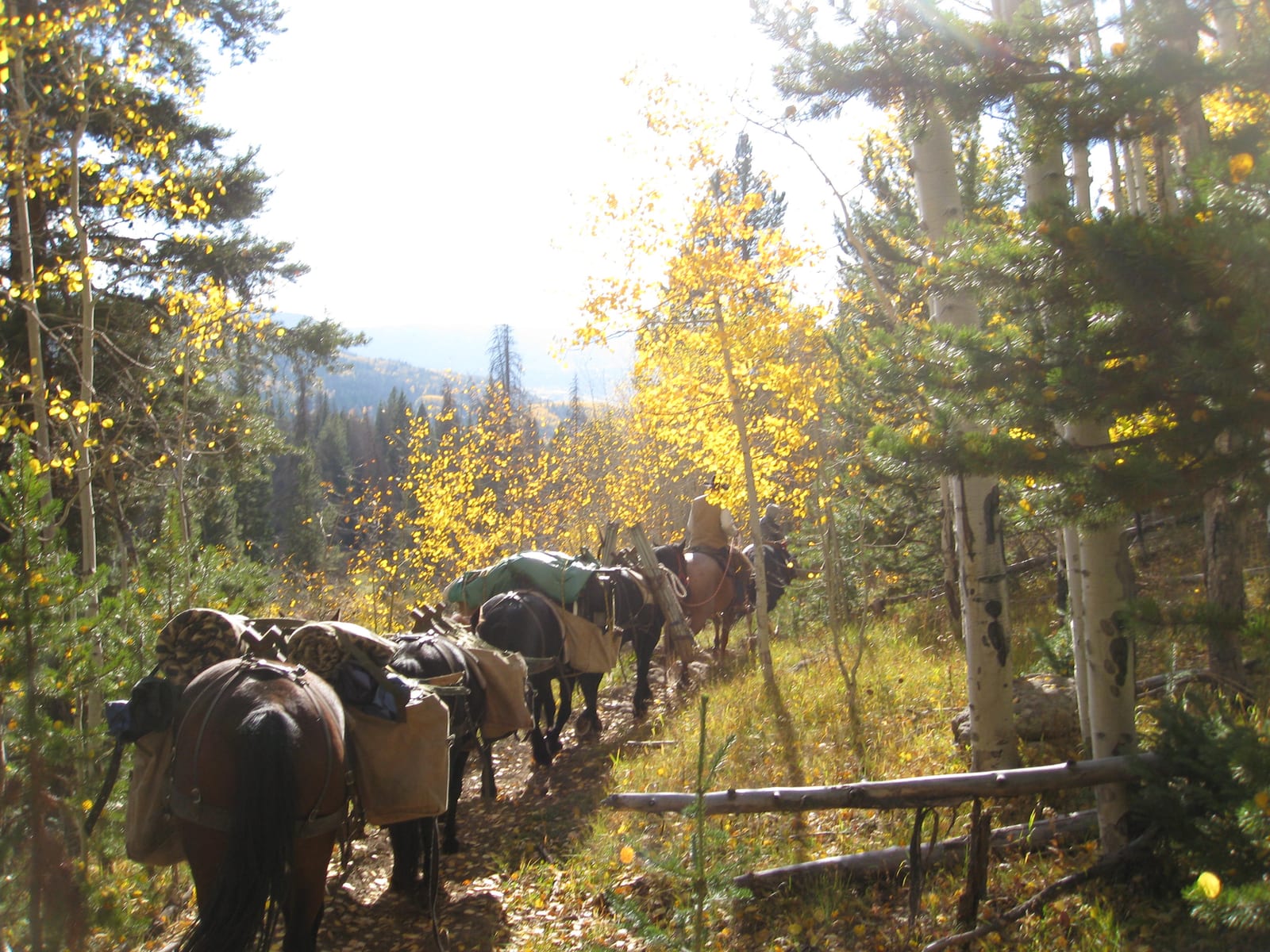 Pack horses and riders travel through an autumn forest with yellow aspen trees.