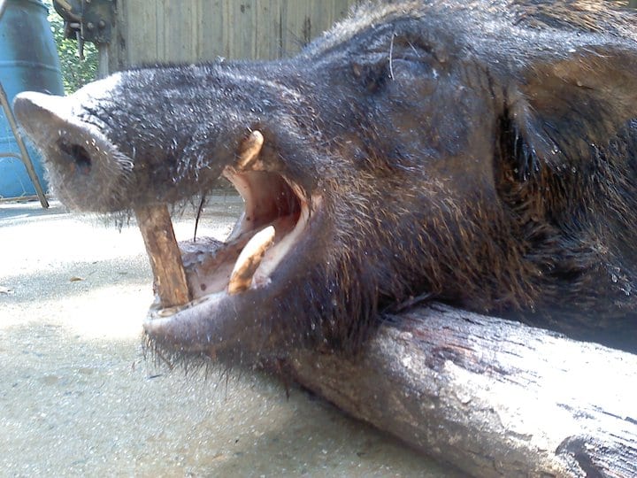Close-up of a harvested wild boar's head with its mouth open, showing tusks.