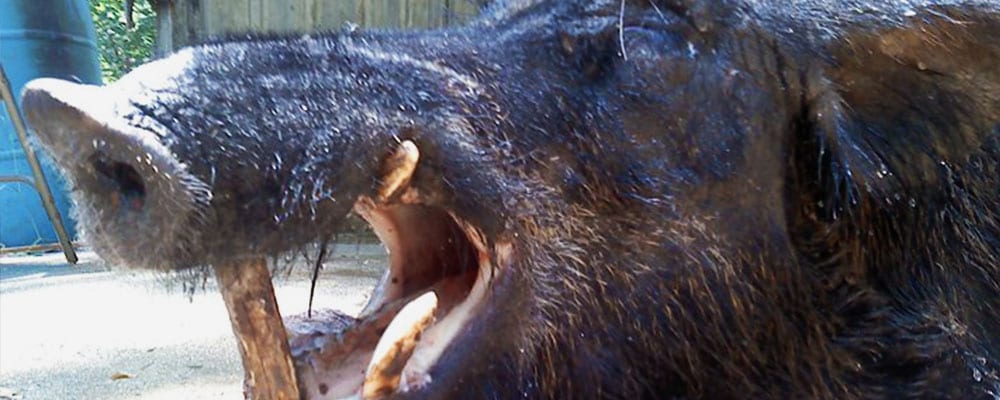 Close-up of a harvested wild boar's head with its mouth open, showing tusks.
