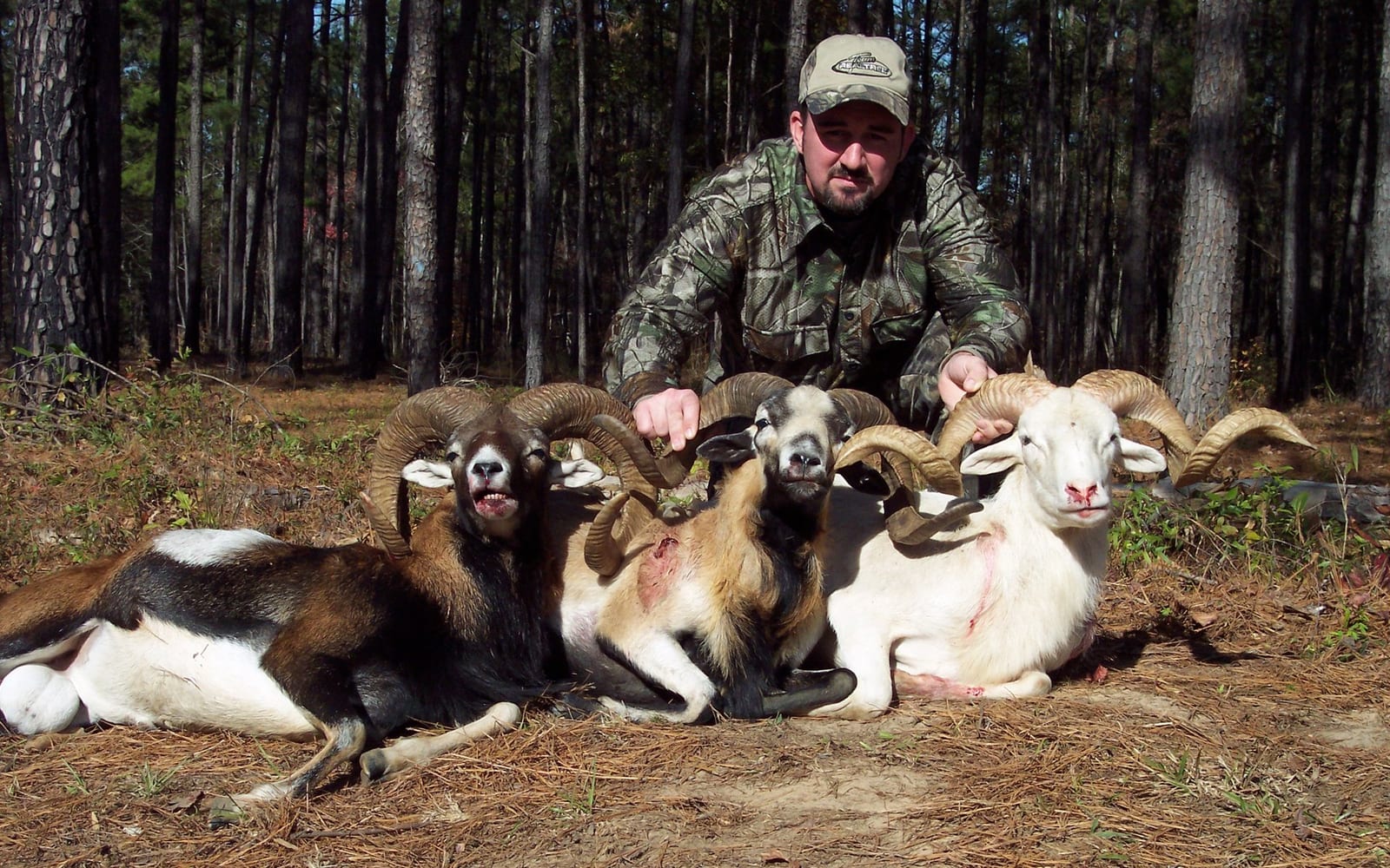 Alabama Ram Hunting