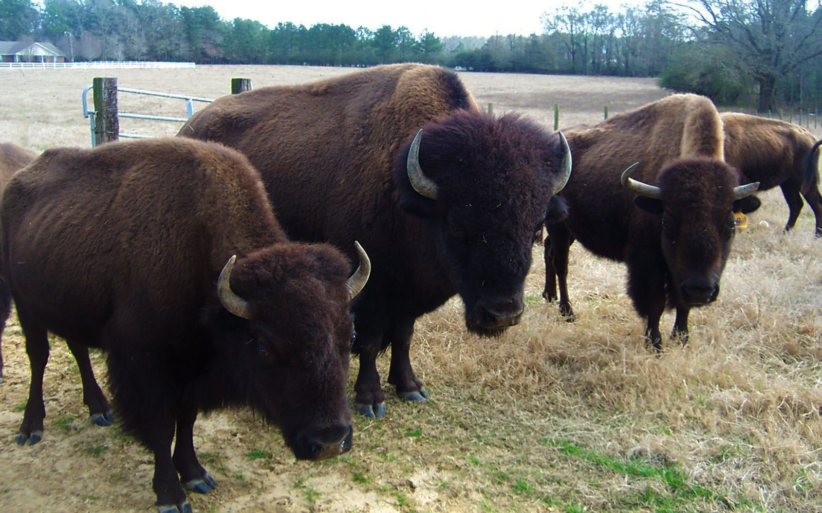 Alabama hunting