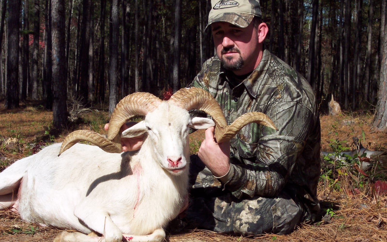 Texas Dall sheep hunting
