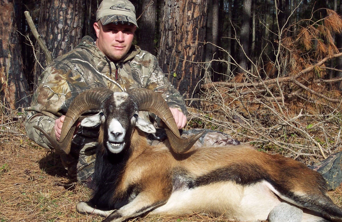 Alabama sheep hunts