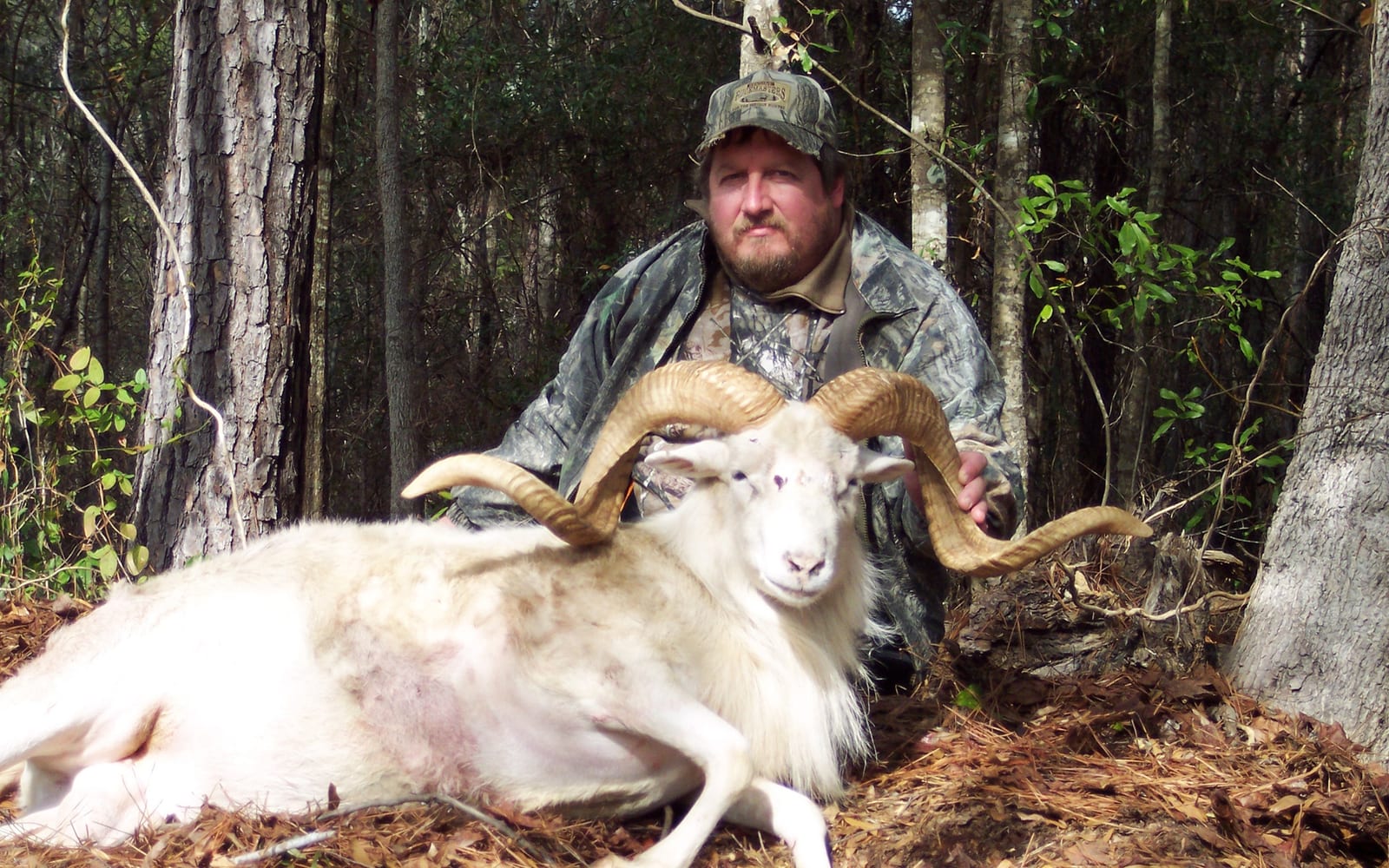 Sheep hunting Alabama