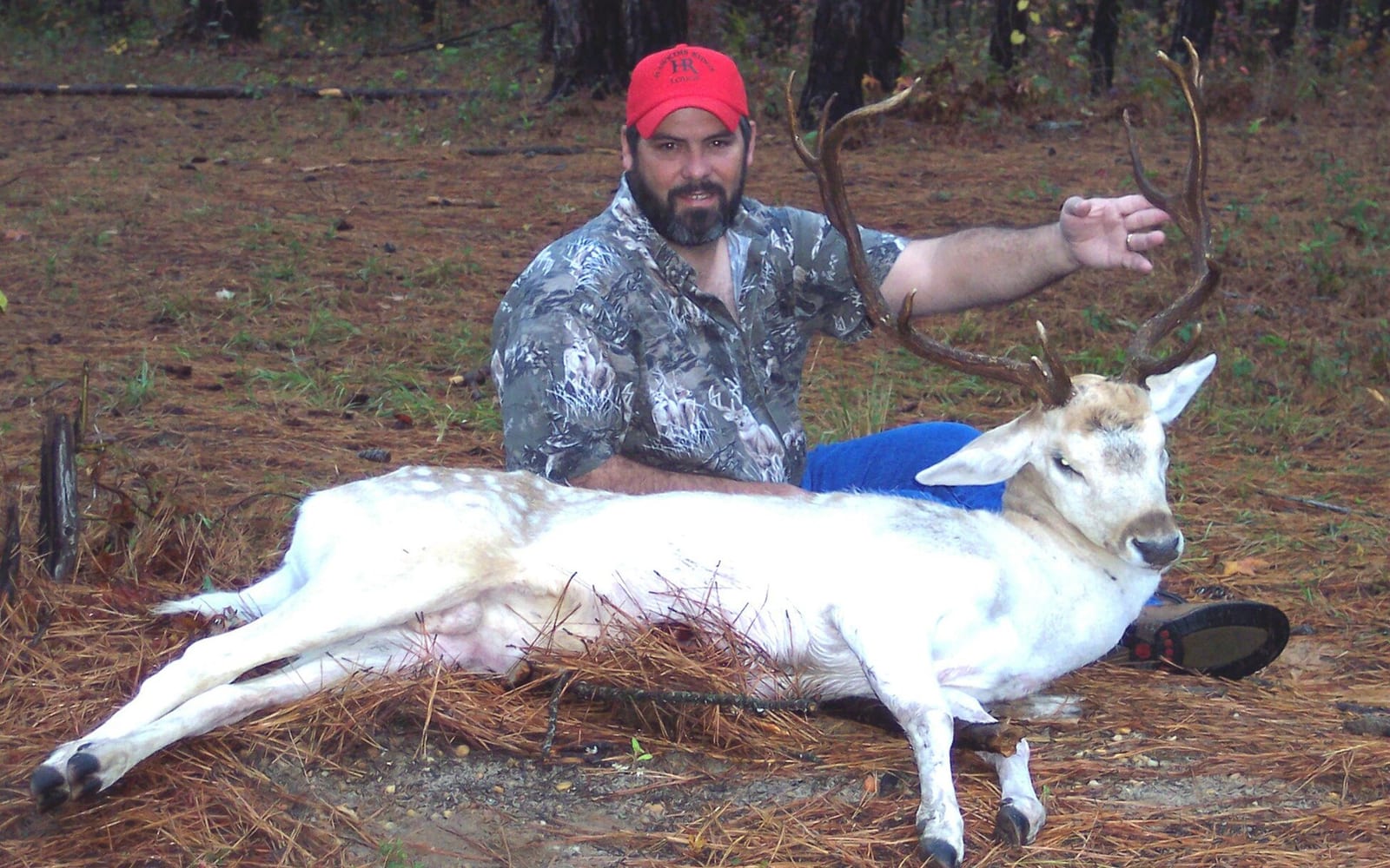 Fallow deer hunts