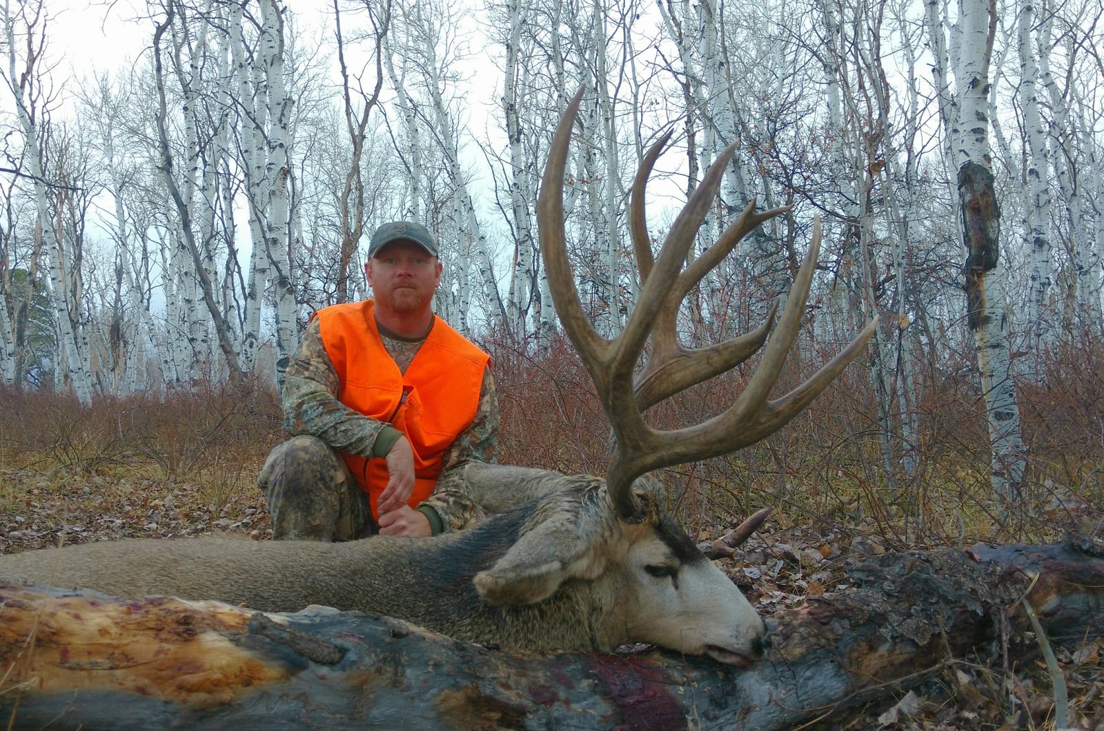 guided colorado mule deer