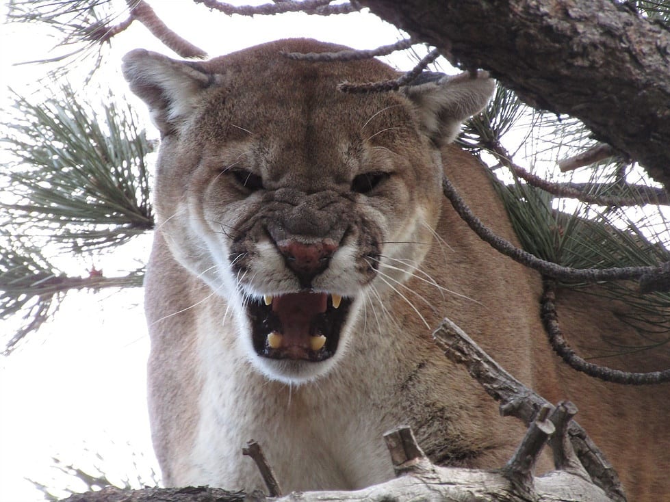 winter cougar hunt