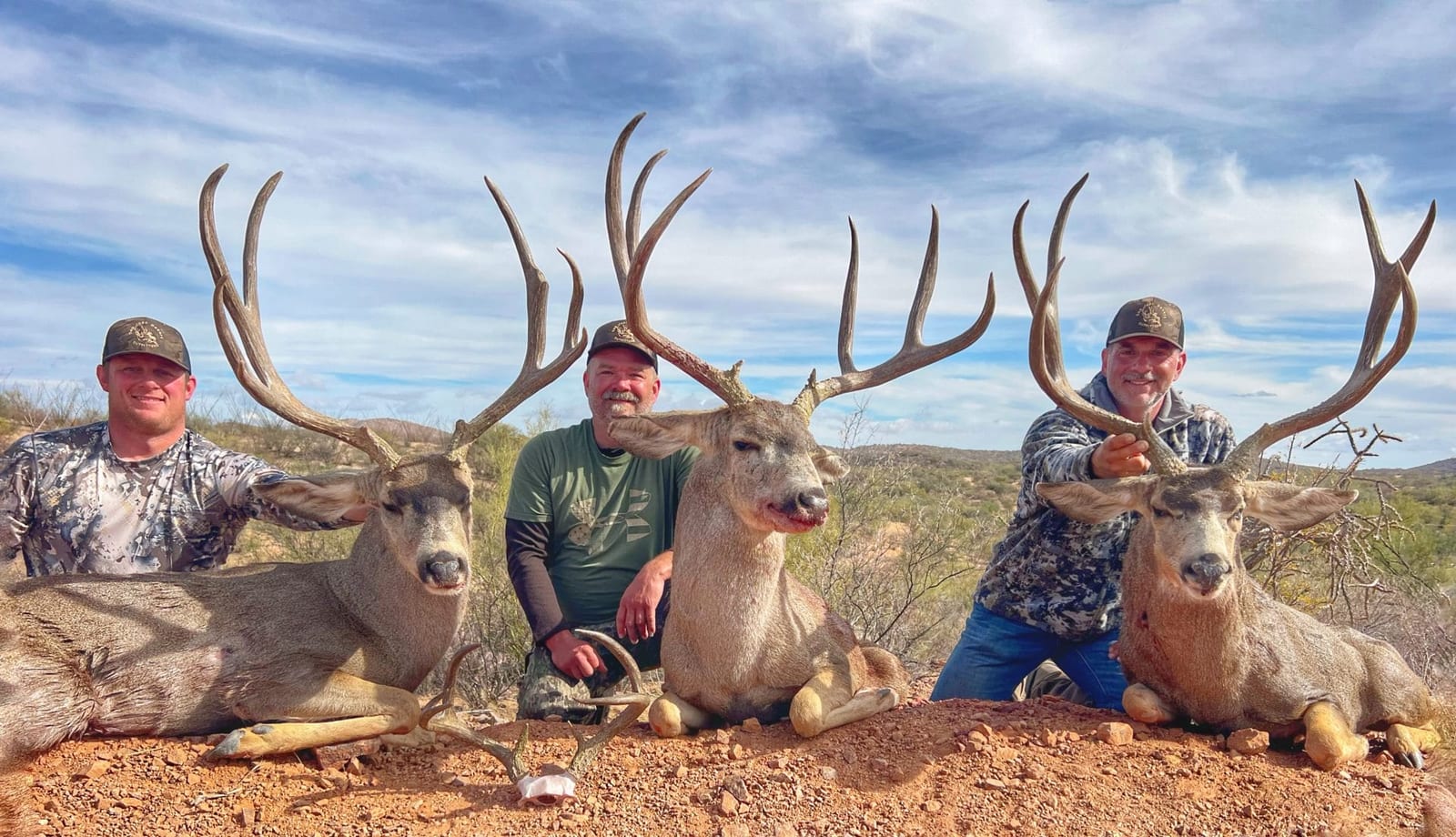 Mexico mule deer