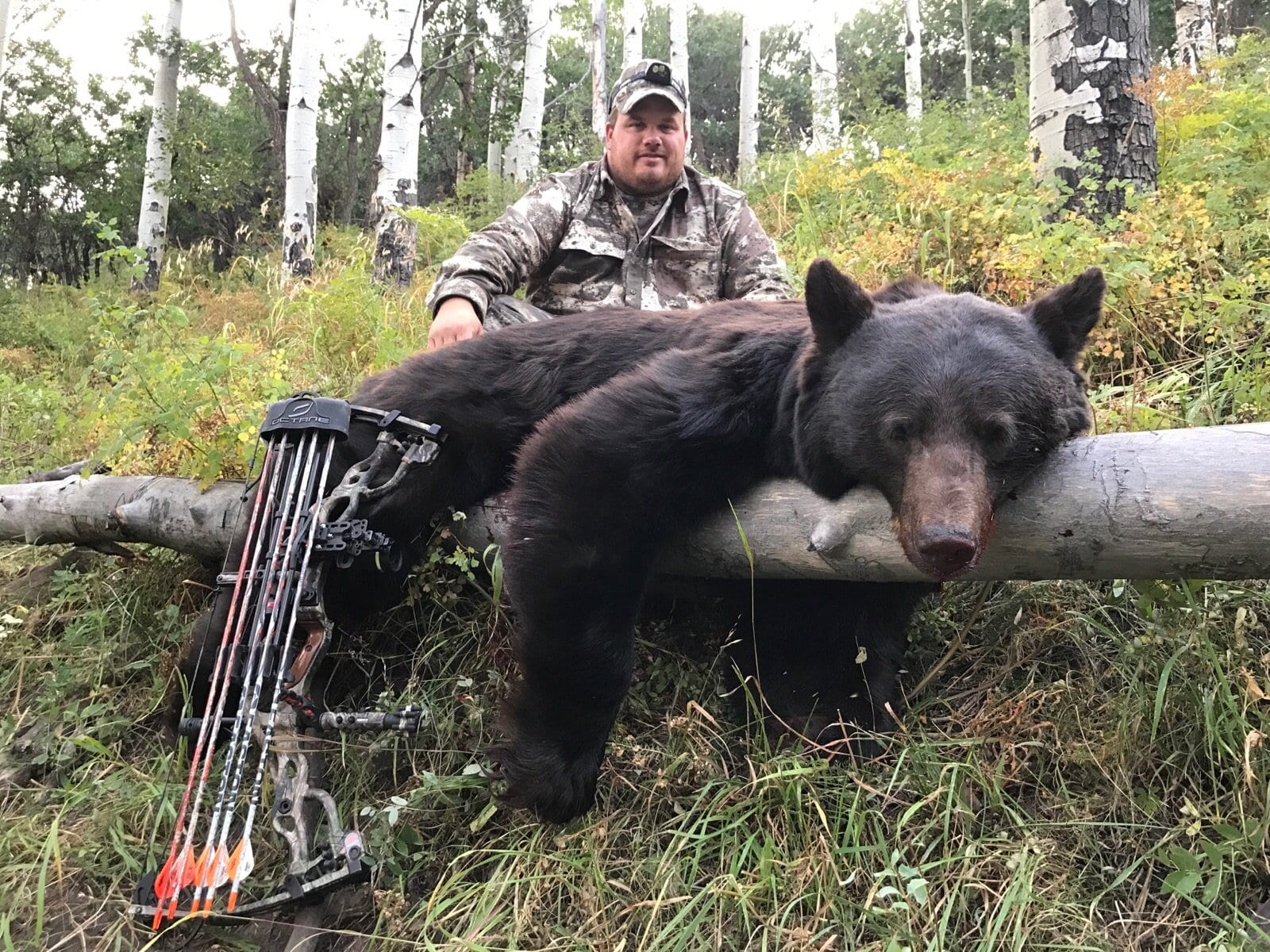 Guided archery Colorado black bear hunt.