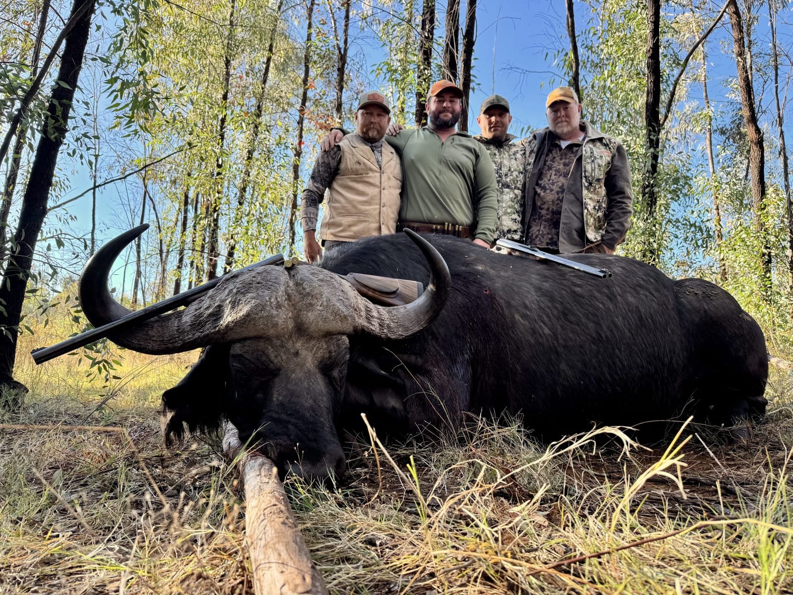 Africa cape buffalo hunt