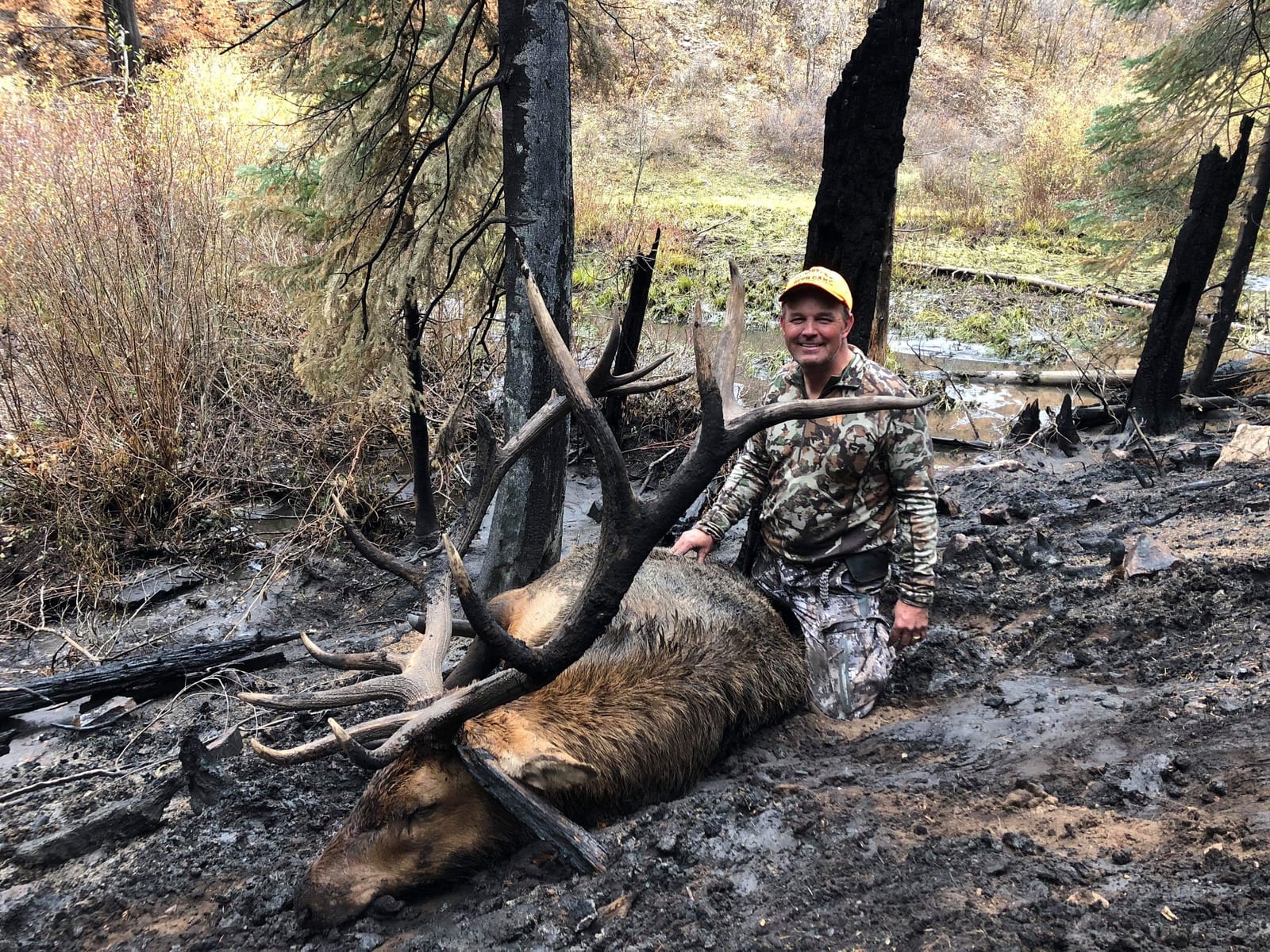 colorado unit 61 bull elk taken during second rifle season with Allout Guiding & Outfitting