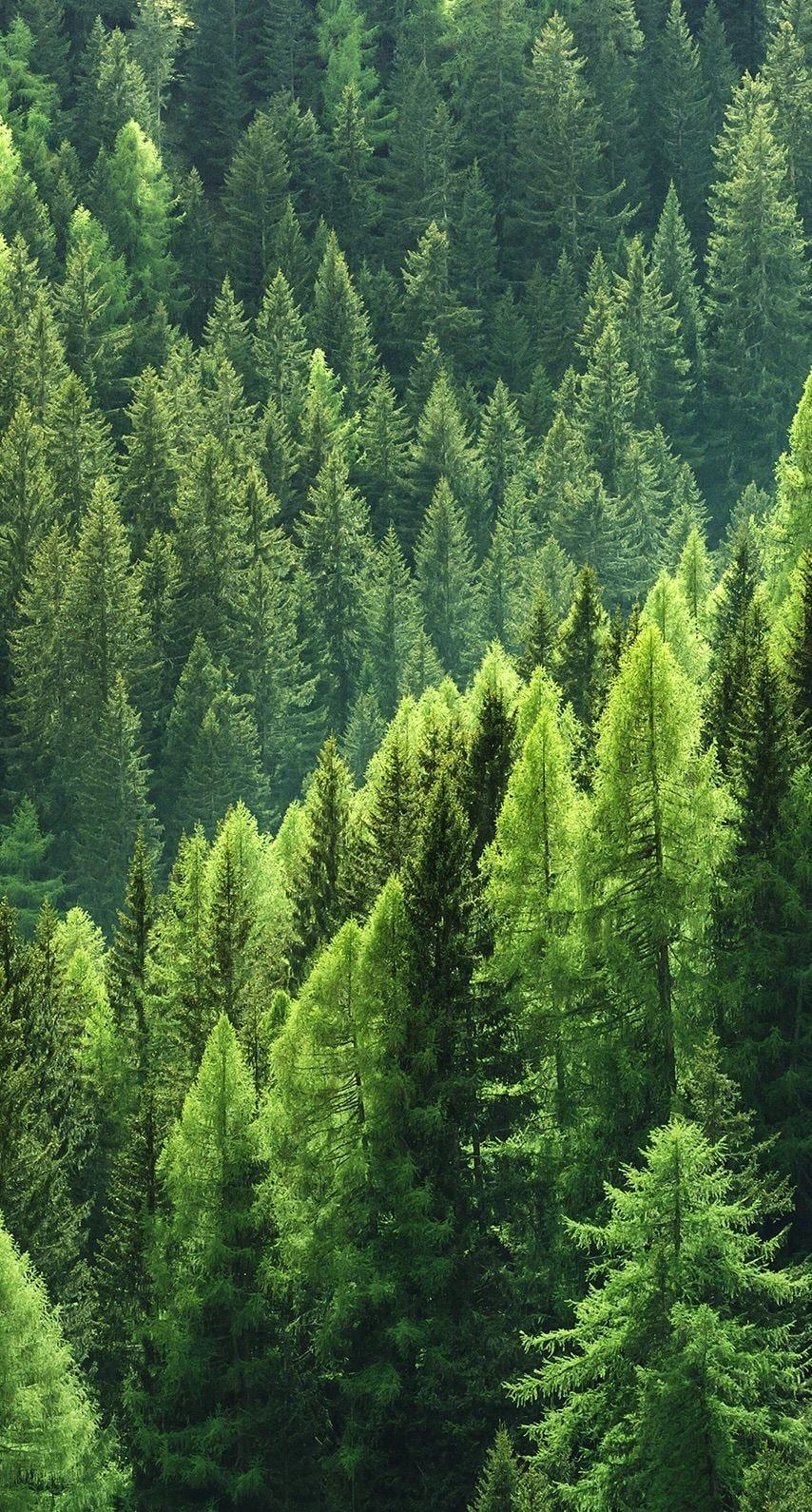A dense forest of evergreen trees covers a hillside.