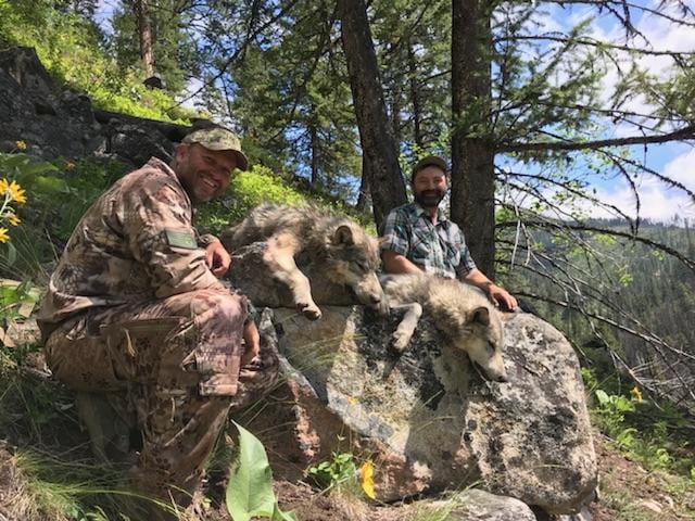 Two hunters pose with two harvested wolves on a rock in a forest.