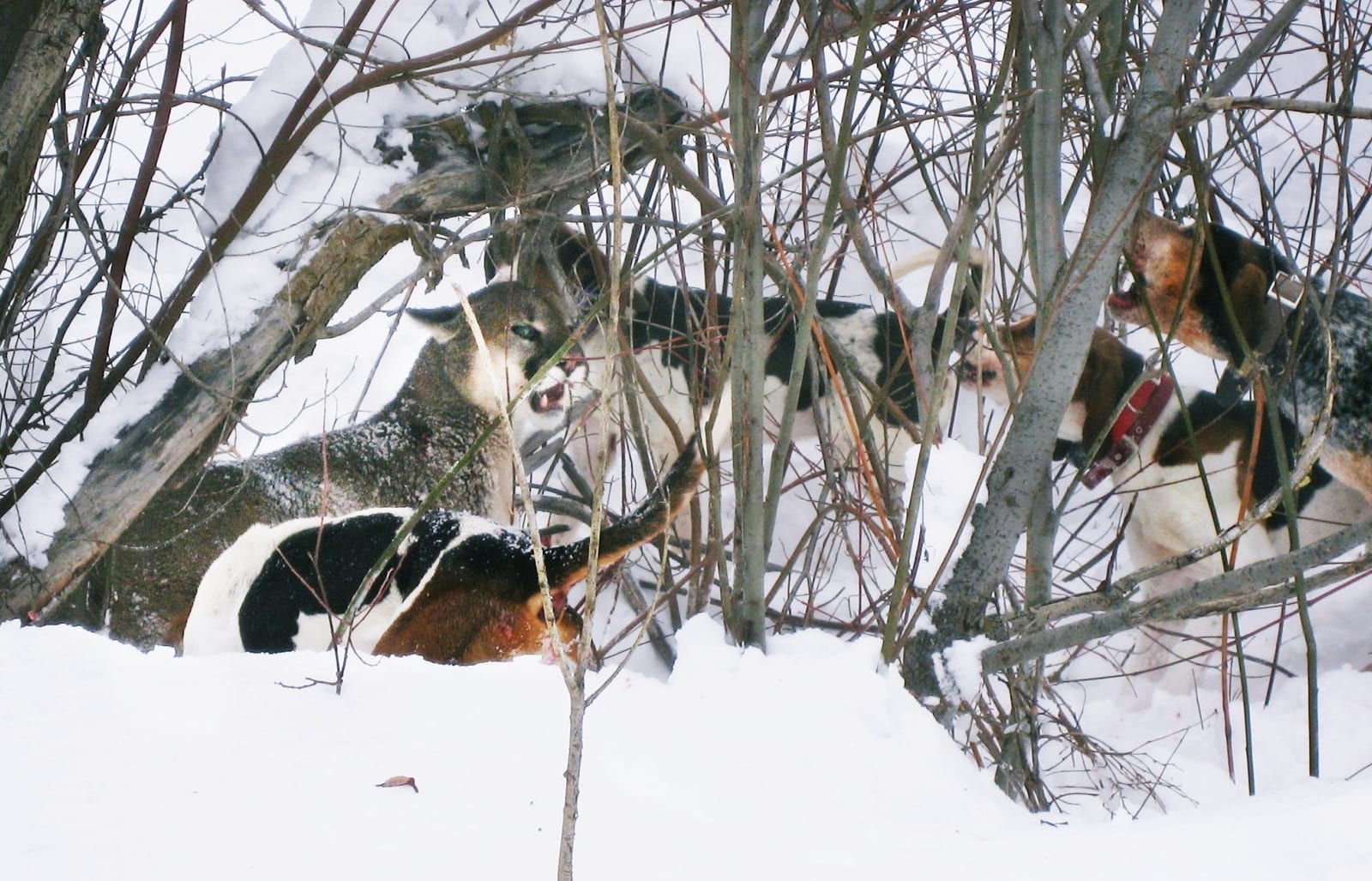 A mountain lion is cornered by several hunting dogs in a snowy, wooded environment.