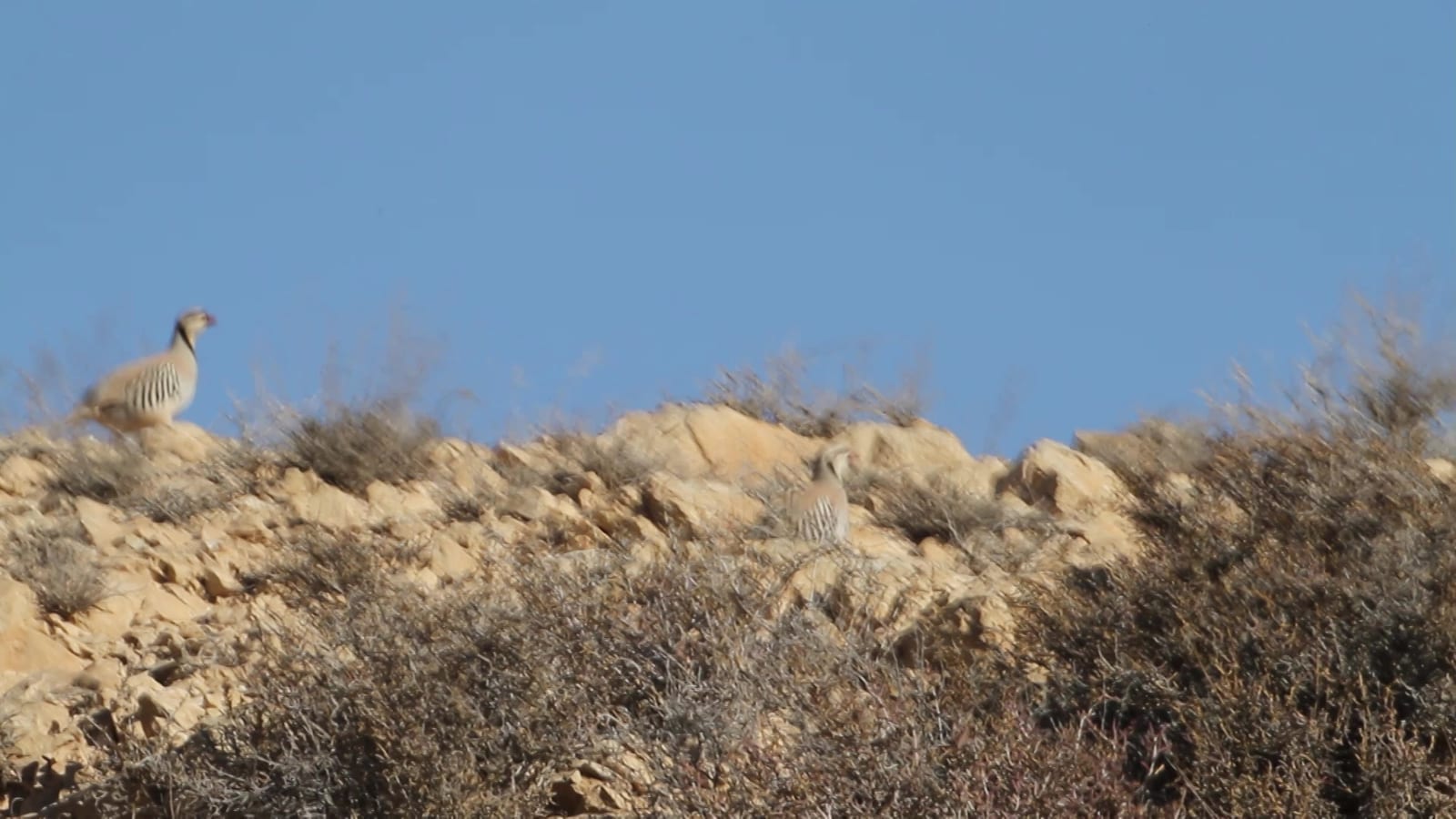 Two Chukar Partridges are visible on a rocky, brush-covered hillside under a clear blue sky.