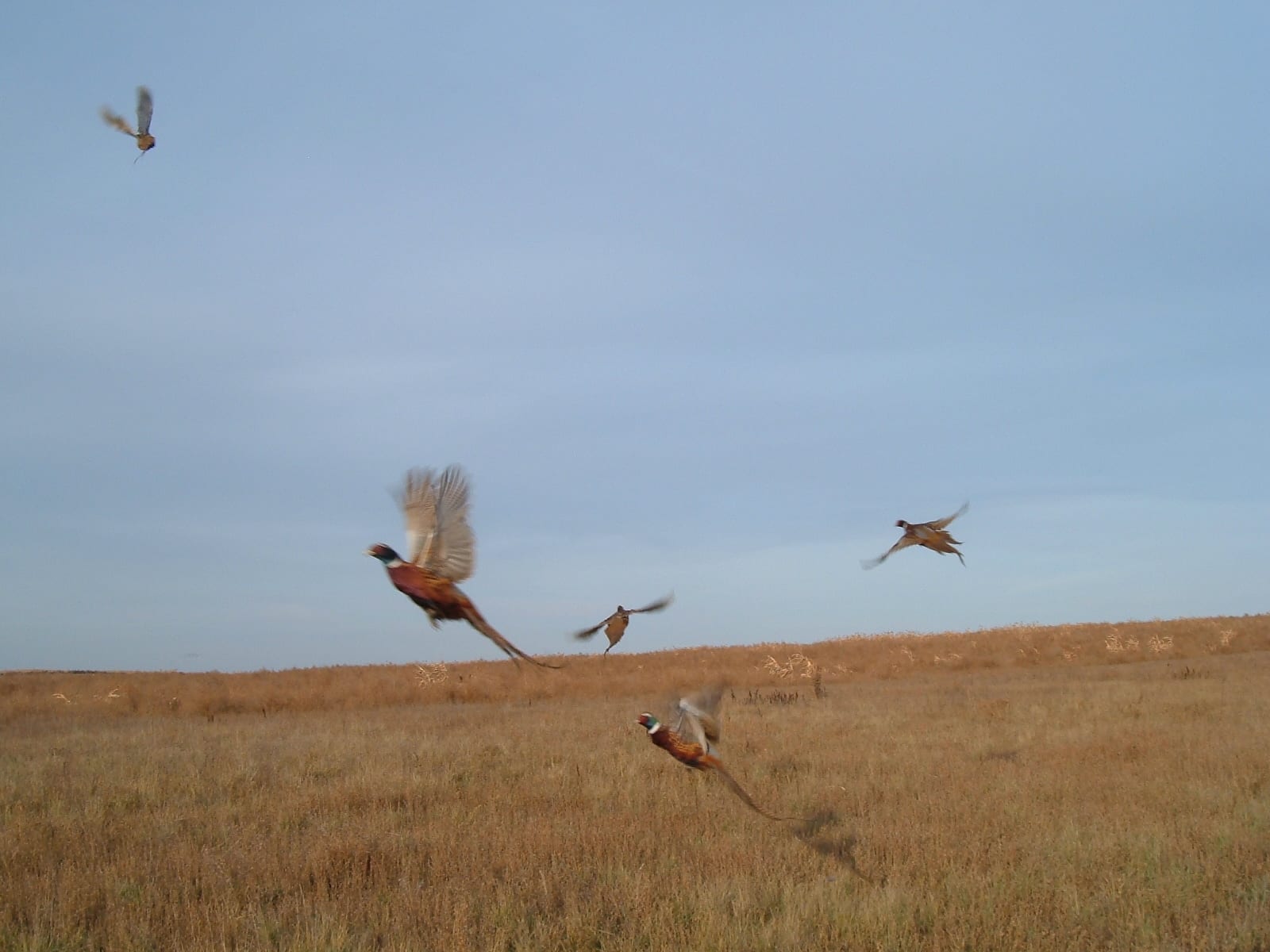 Multiple ring-necked pheasants fly over a dry, grassy field under a clear sky.