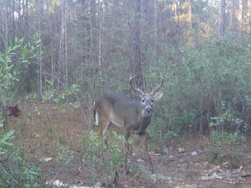A young buck at ATCO Plantation