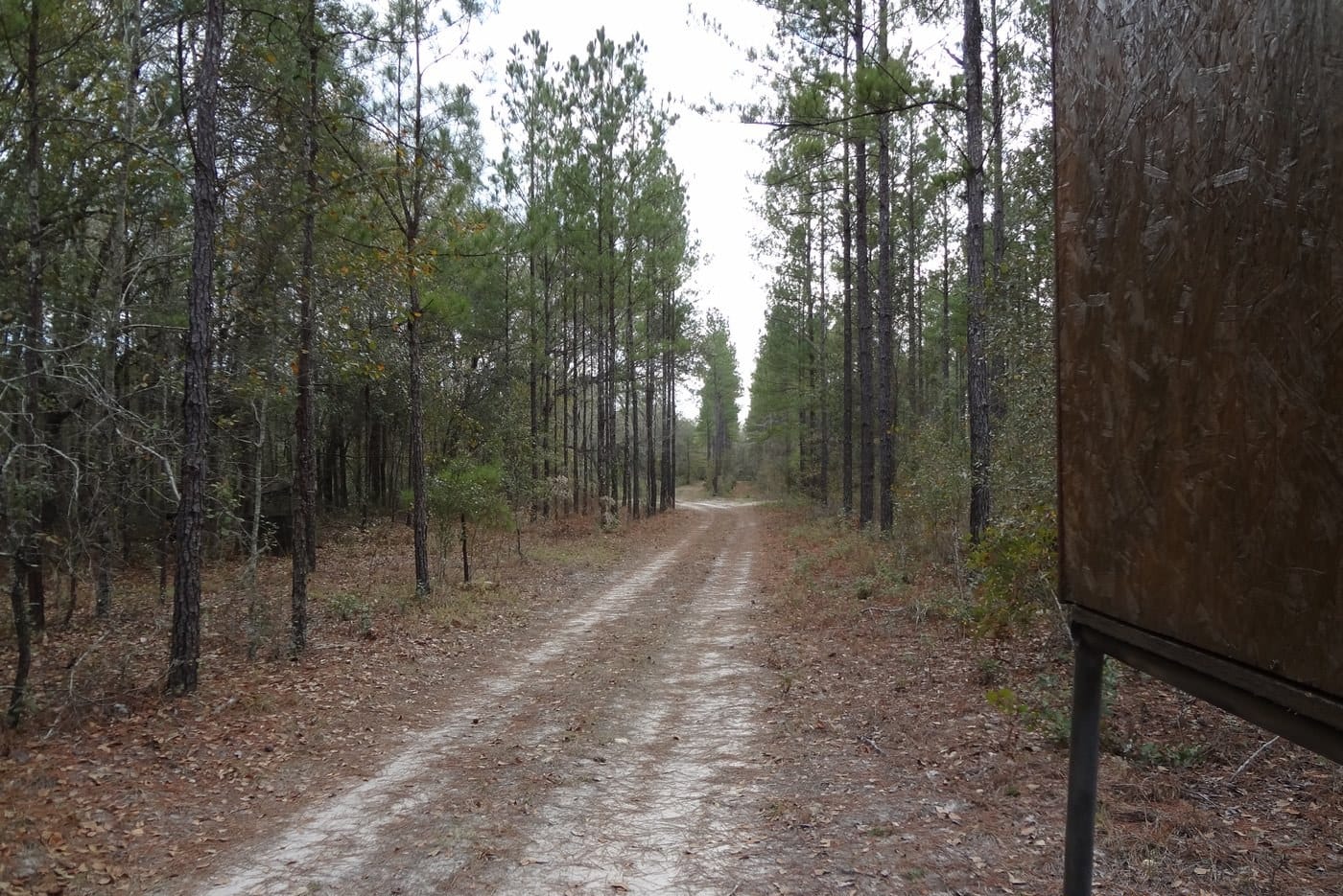A two-path through the pines at ATCO Plantation
