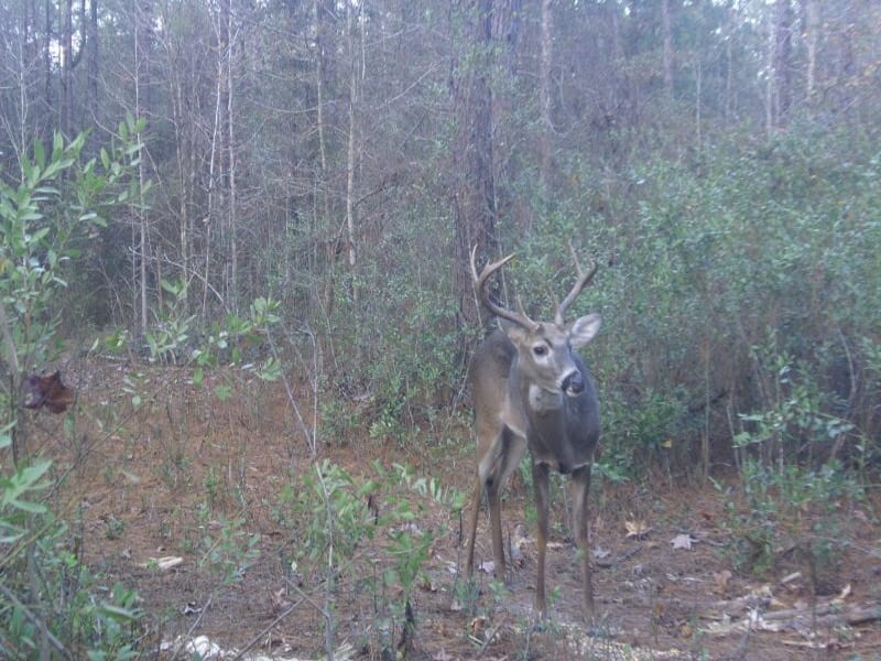 A young eight point at ATCO Plantation