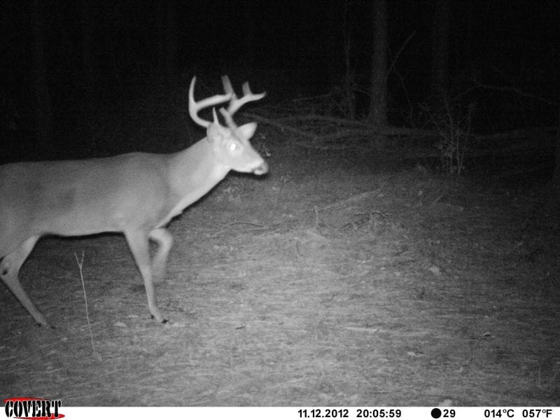 A young buck on a game trail at ATCO Plantation