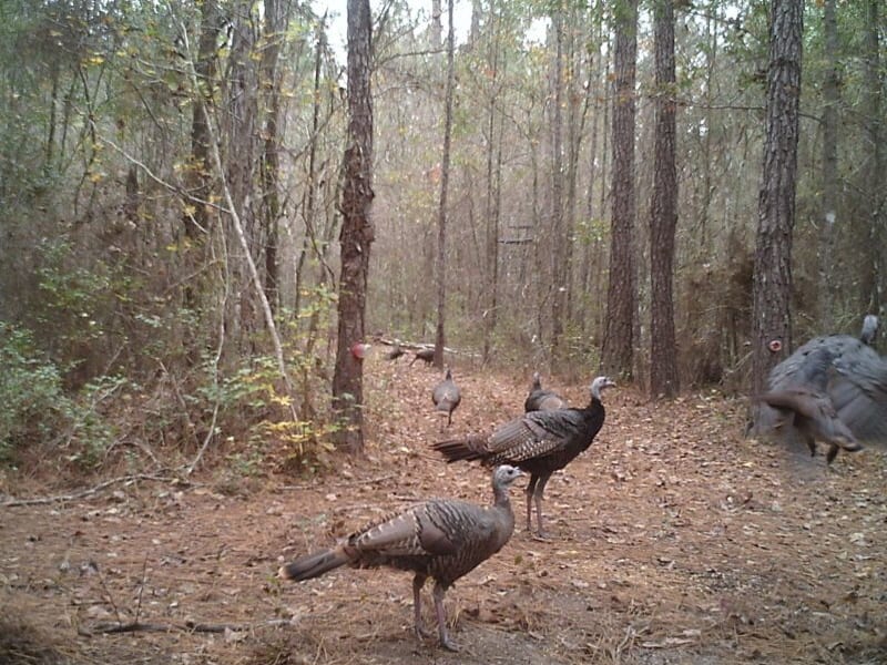 Wild turkeys sparring at ATCO Plantation