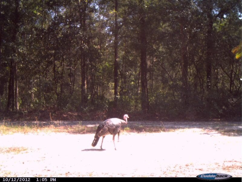 A big turkey at ATCO Plantation