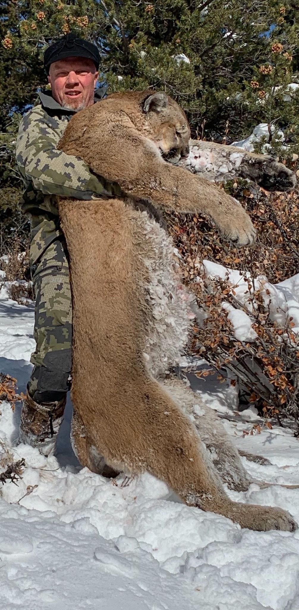 A hunter in camouflage clothing holds a harvested mountain lion in a snowy, wooded area.