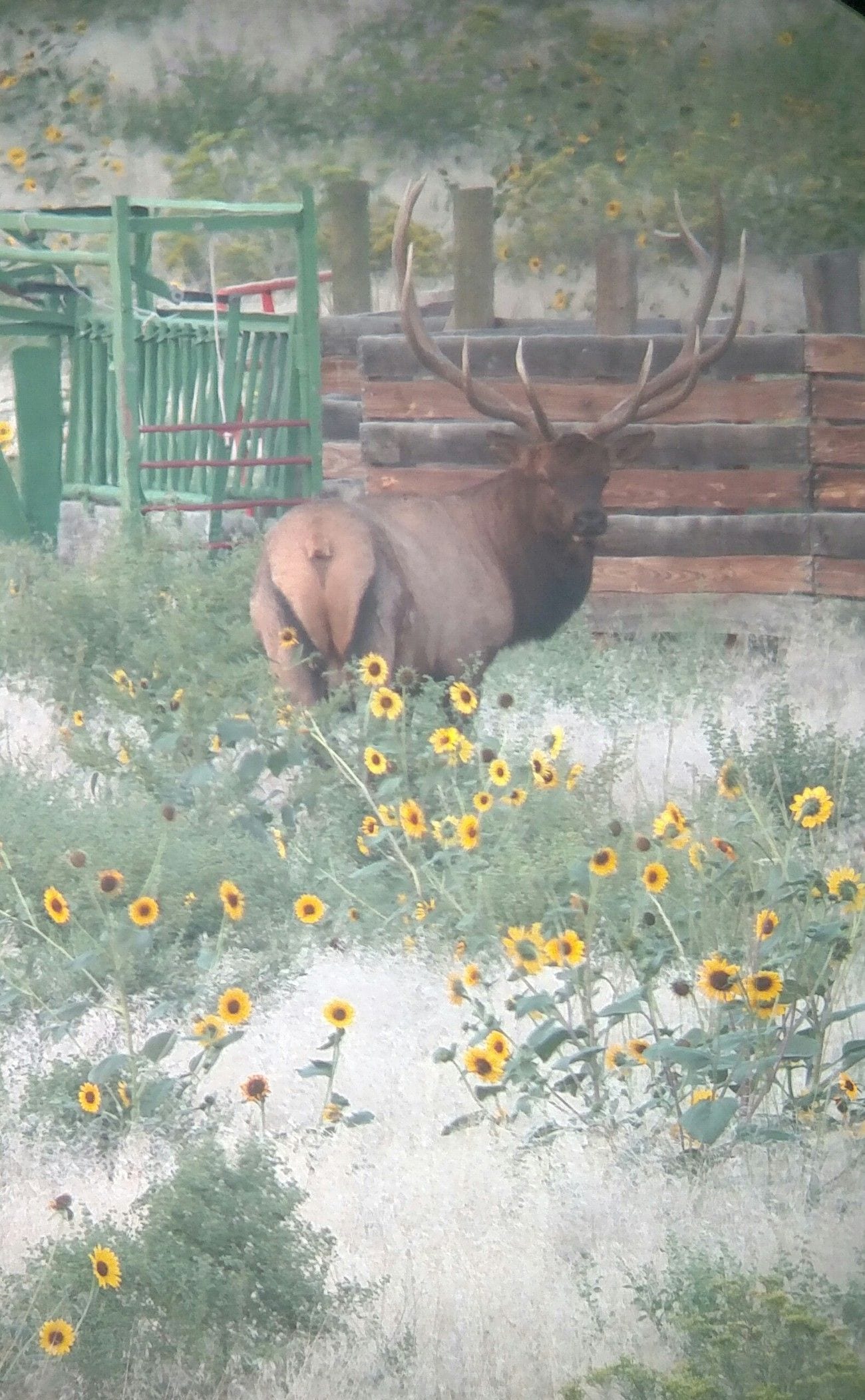 beautiful elk hunting