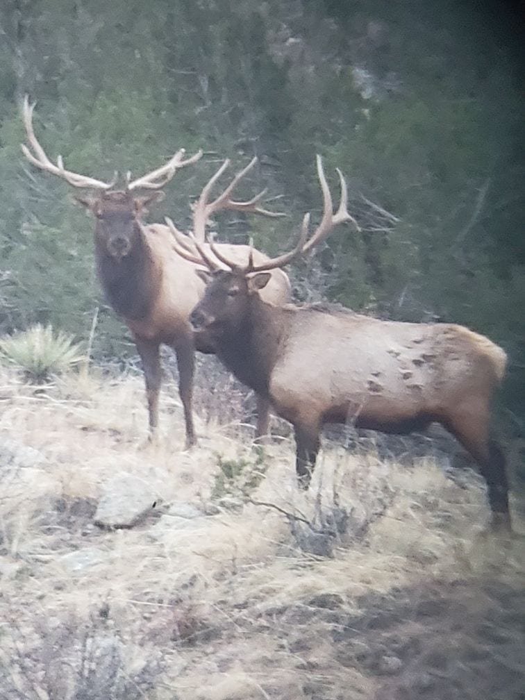 Two bull elks
