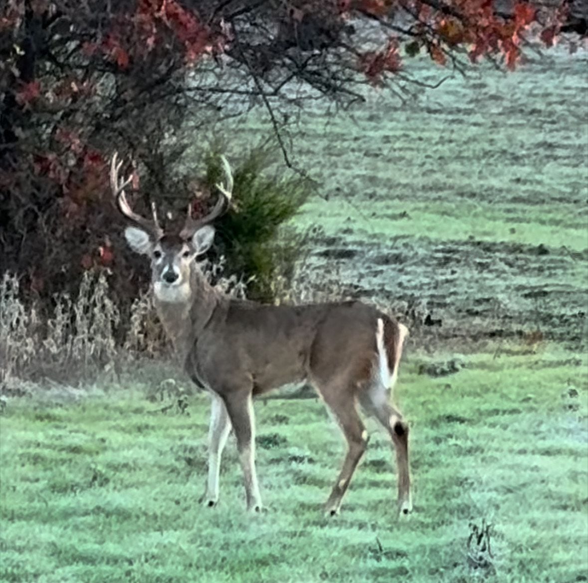 A whitetail deer buck stands in a grassy field with trees in the background.
