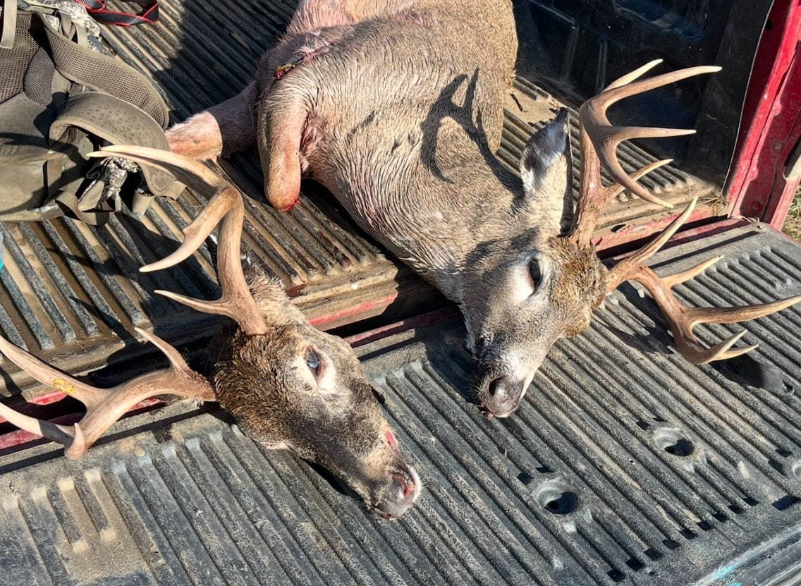 Two harvested whitetail deer are shown in the back of a truck.