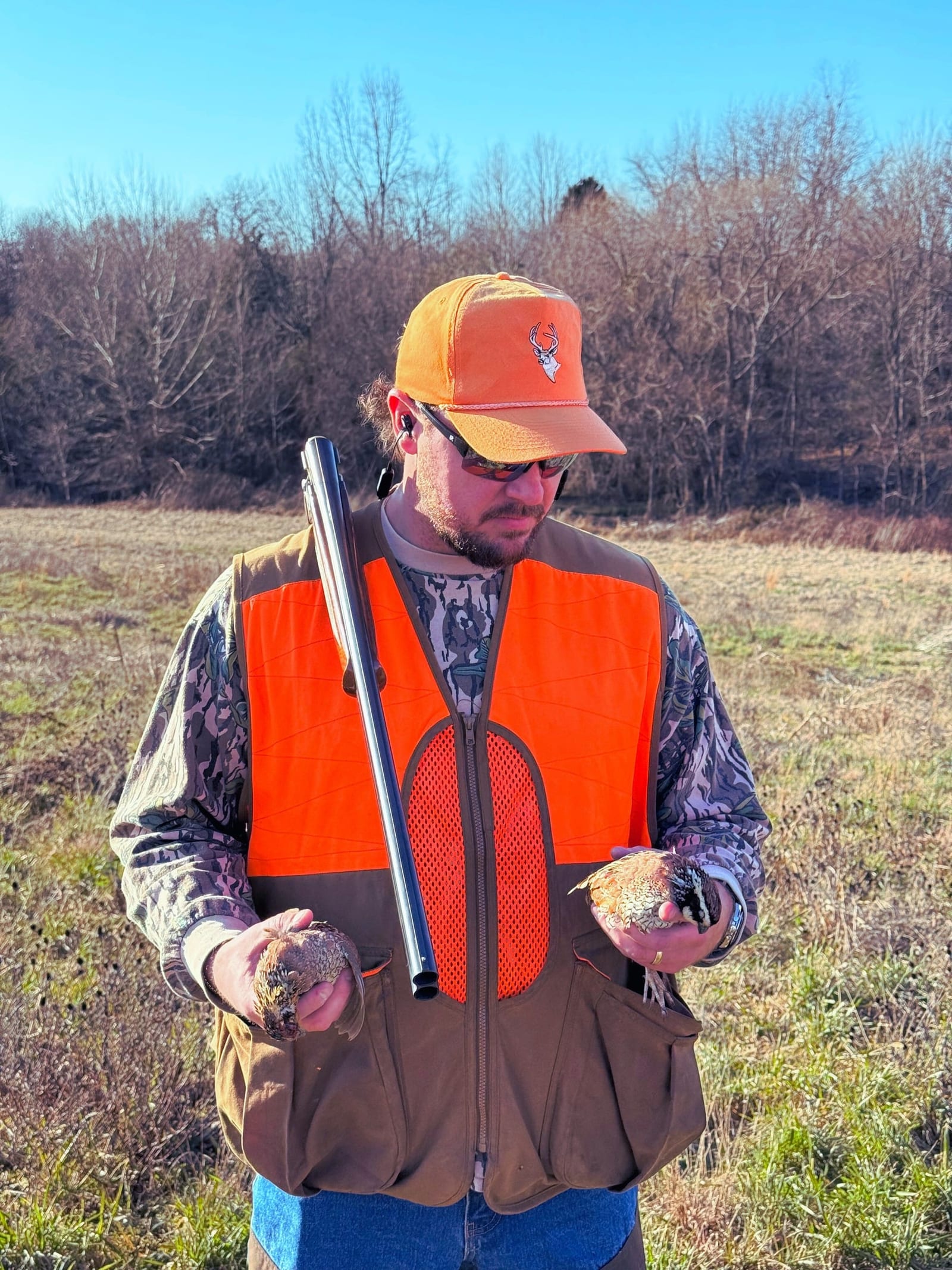 A hunter in an orange vest and hat holds two harvested Northern Bobwhite Quail in a field.
