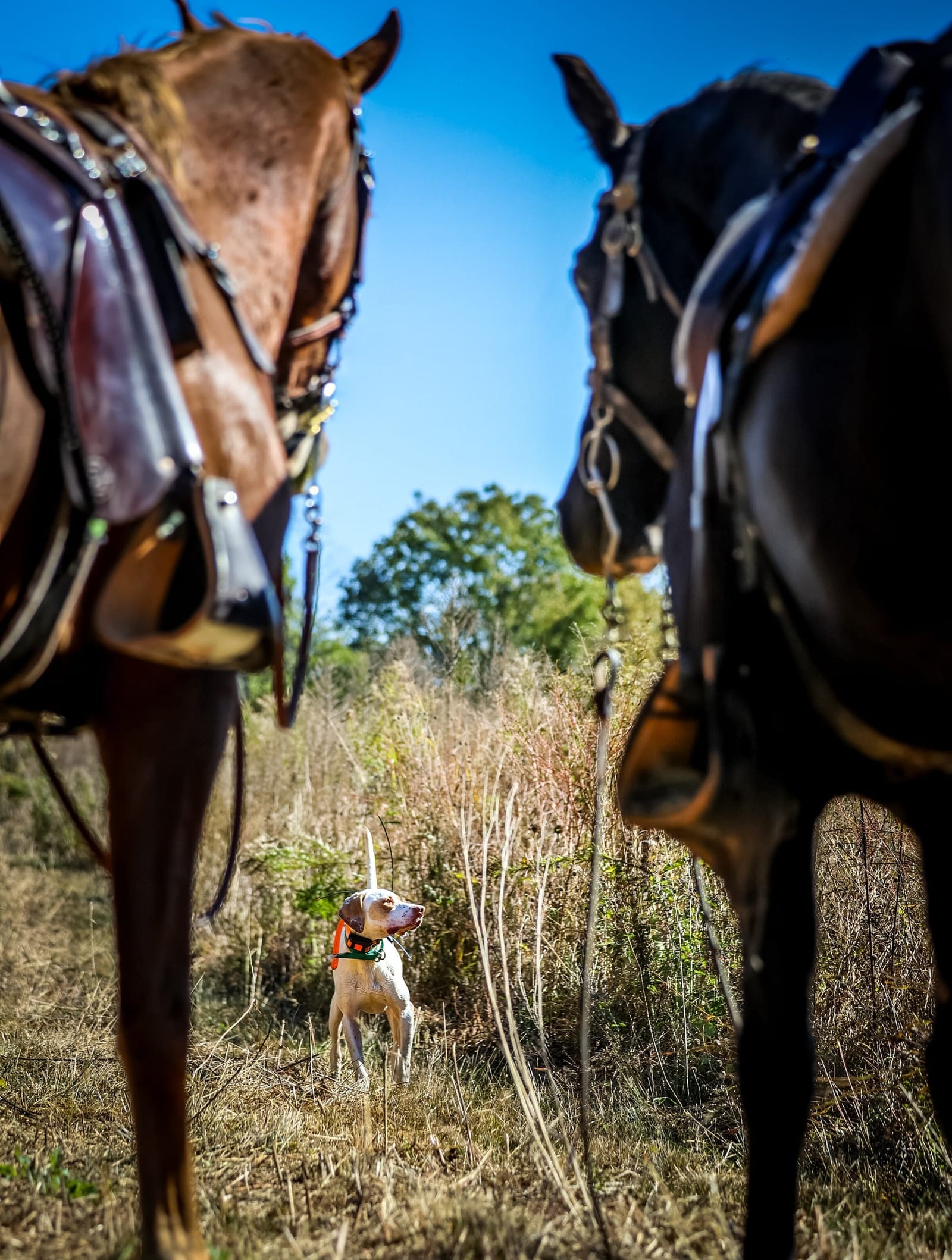 A hunting dog stands in a field, framed by two horses on either side.
