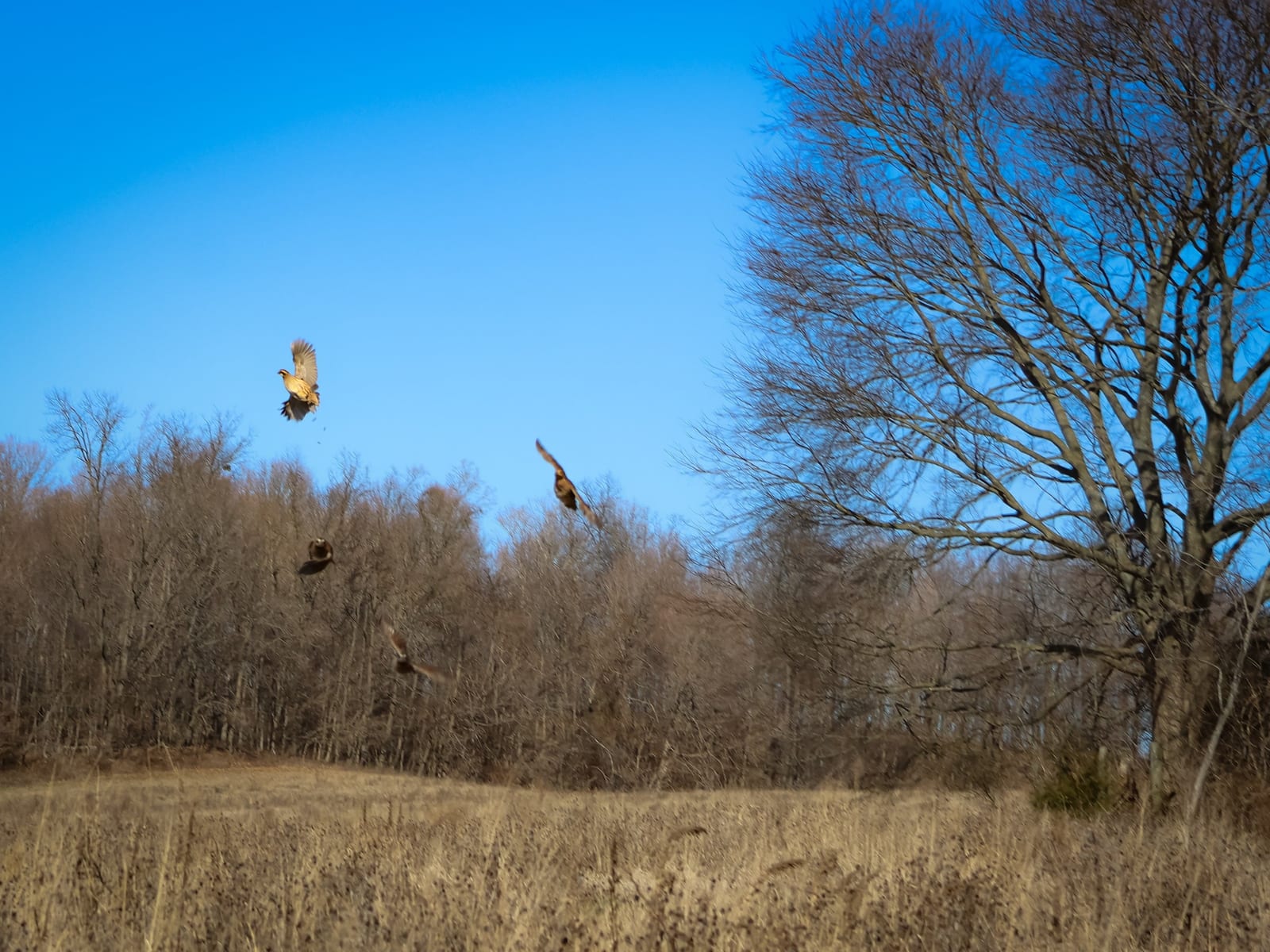 Ring-necked pheasants in flight over a field with trees in the background.