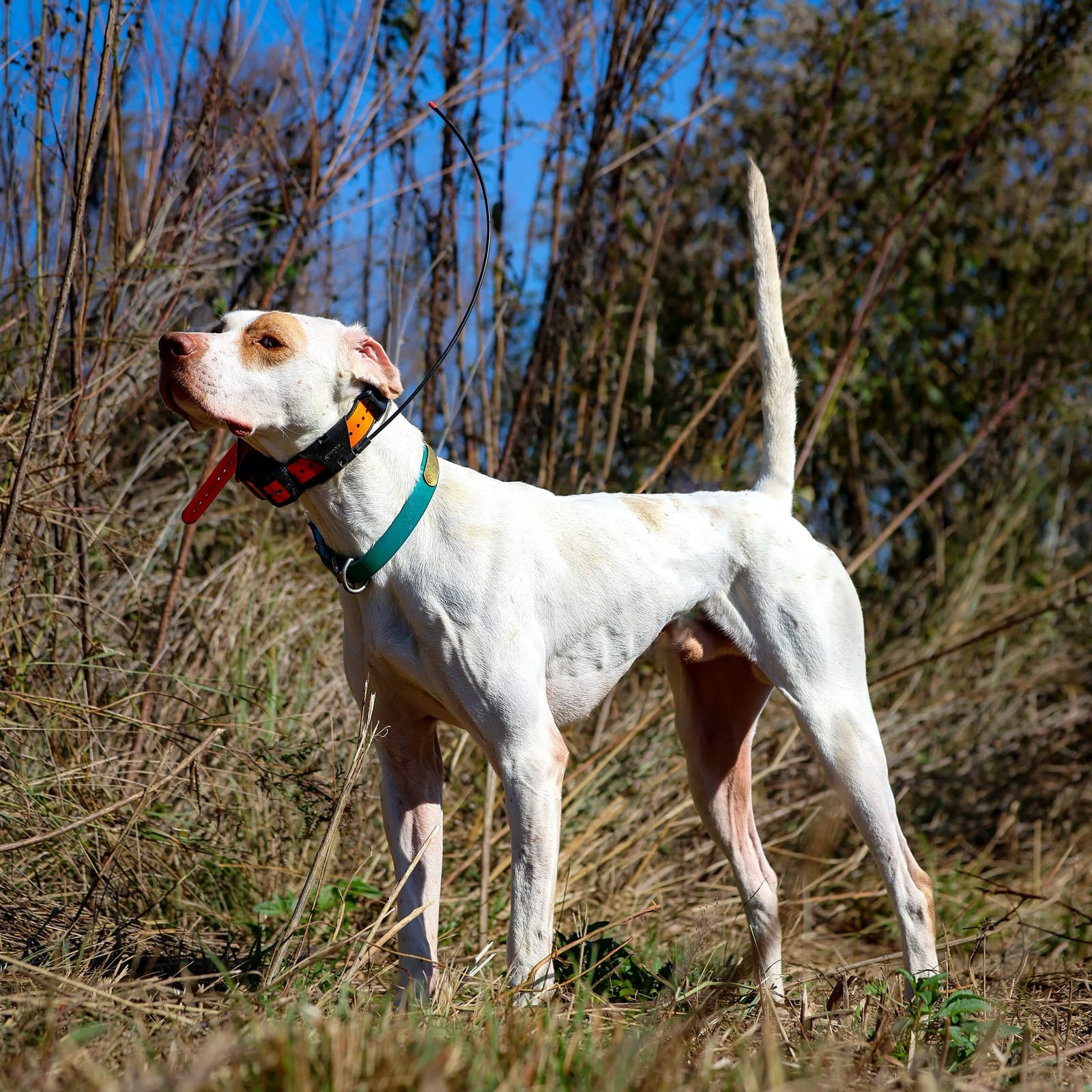 A white hunting dog with brown patches and a collar stands in tall grass.
