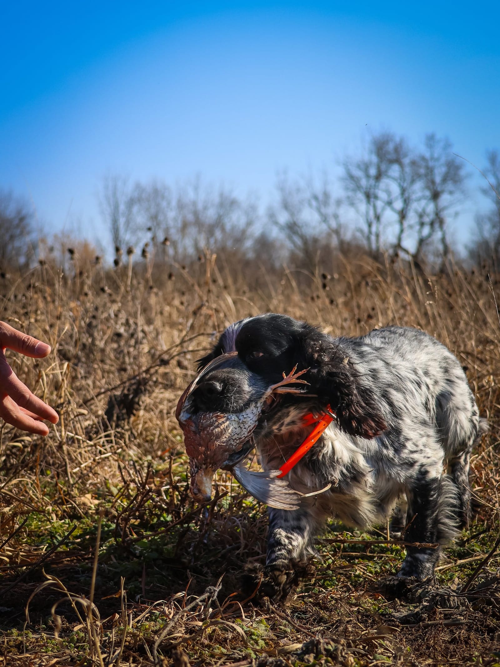 A black and white hunting dog retrieves a ring-necked pheasant in a field.