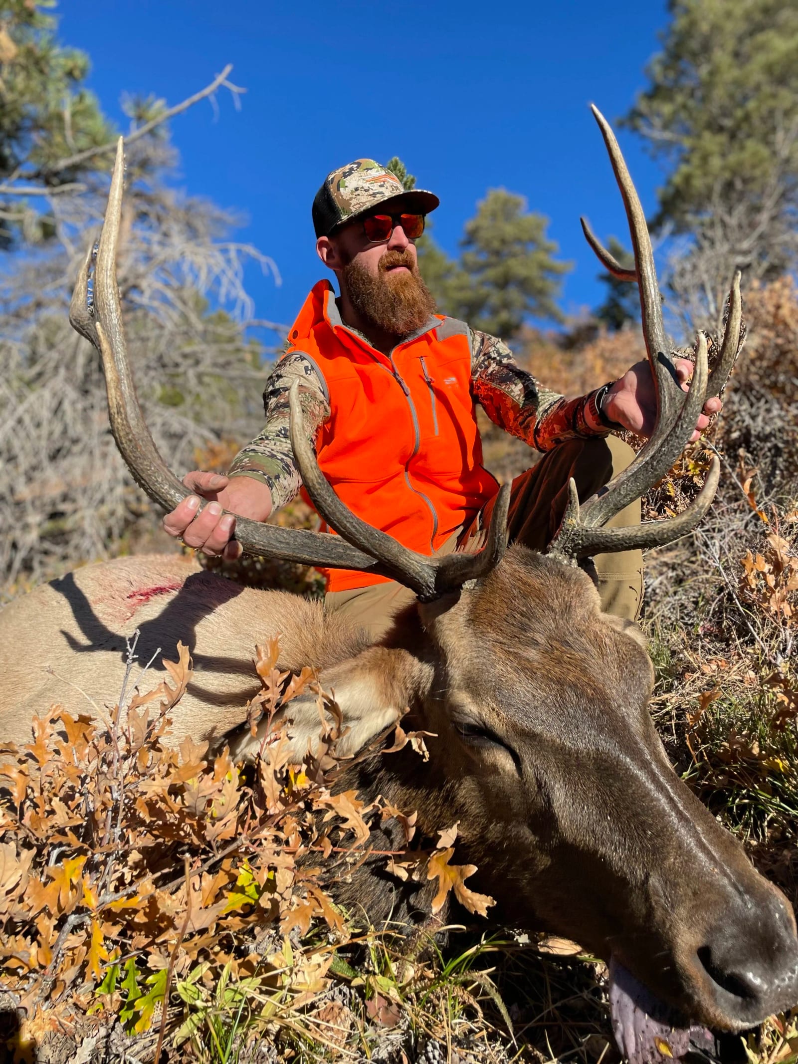 A man with a beard, camo hat, red sunglasses, and an orange vest sitting next to a large, elk with impressive antlers, in a wooded area with trees and blue sky in the background.